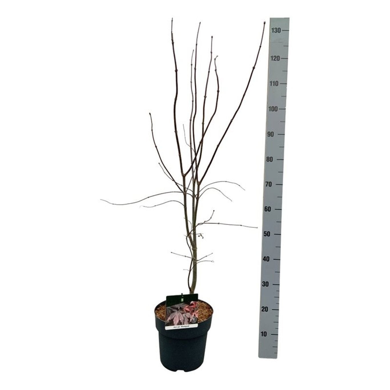 Acer palmatum 'Bloodgood' en pot de culture, photographie fournisseur représentative du lot de 17 plantes