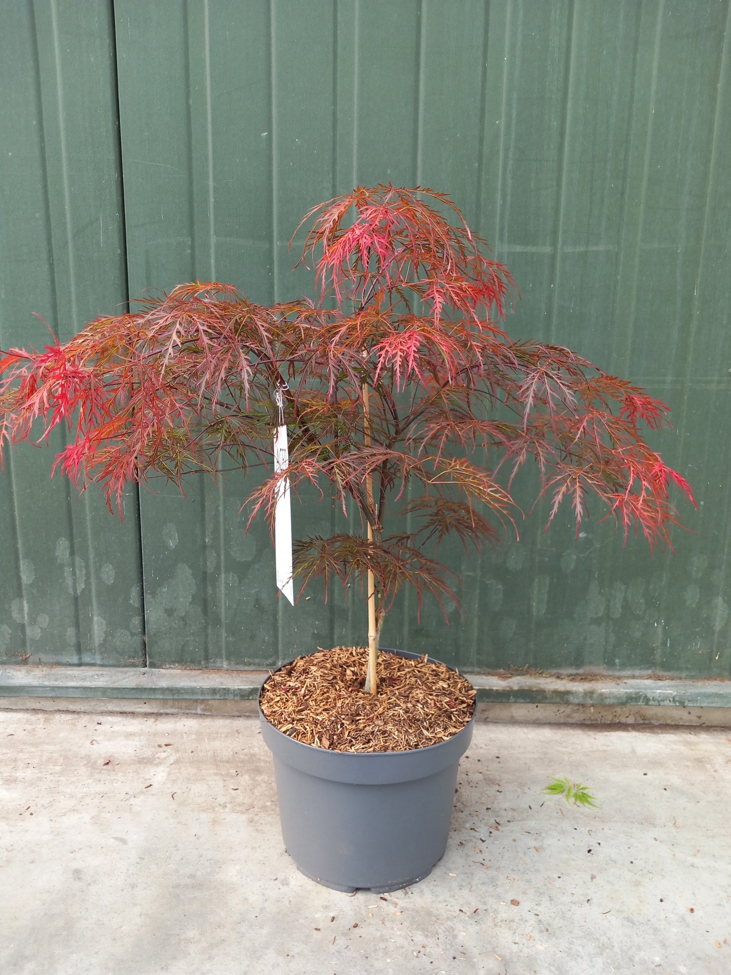 Acer palmatum 'Garnet' en pot de culture, photographie fournisseur représentative du lot de 20 plantes