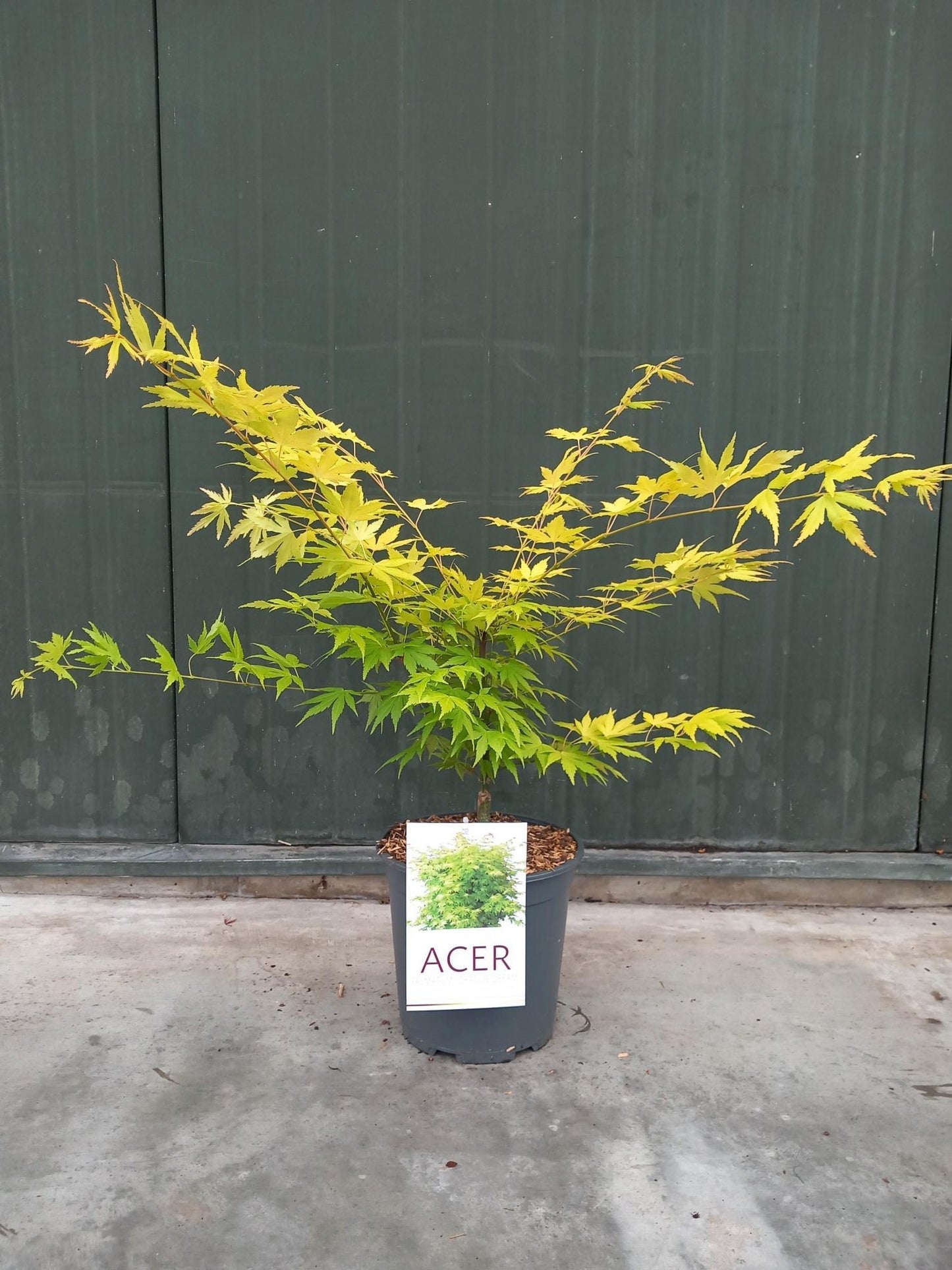 Acer palmatum 'Orange Dream' en pot de culture, photographie fournisseur représentative du lot de 34 plantes