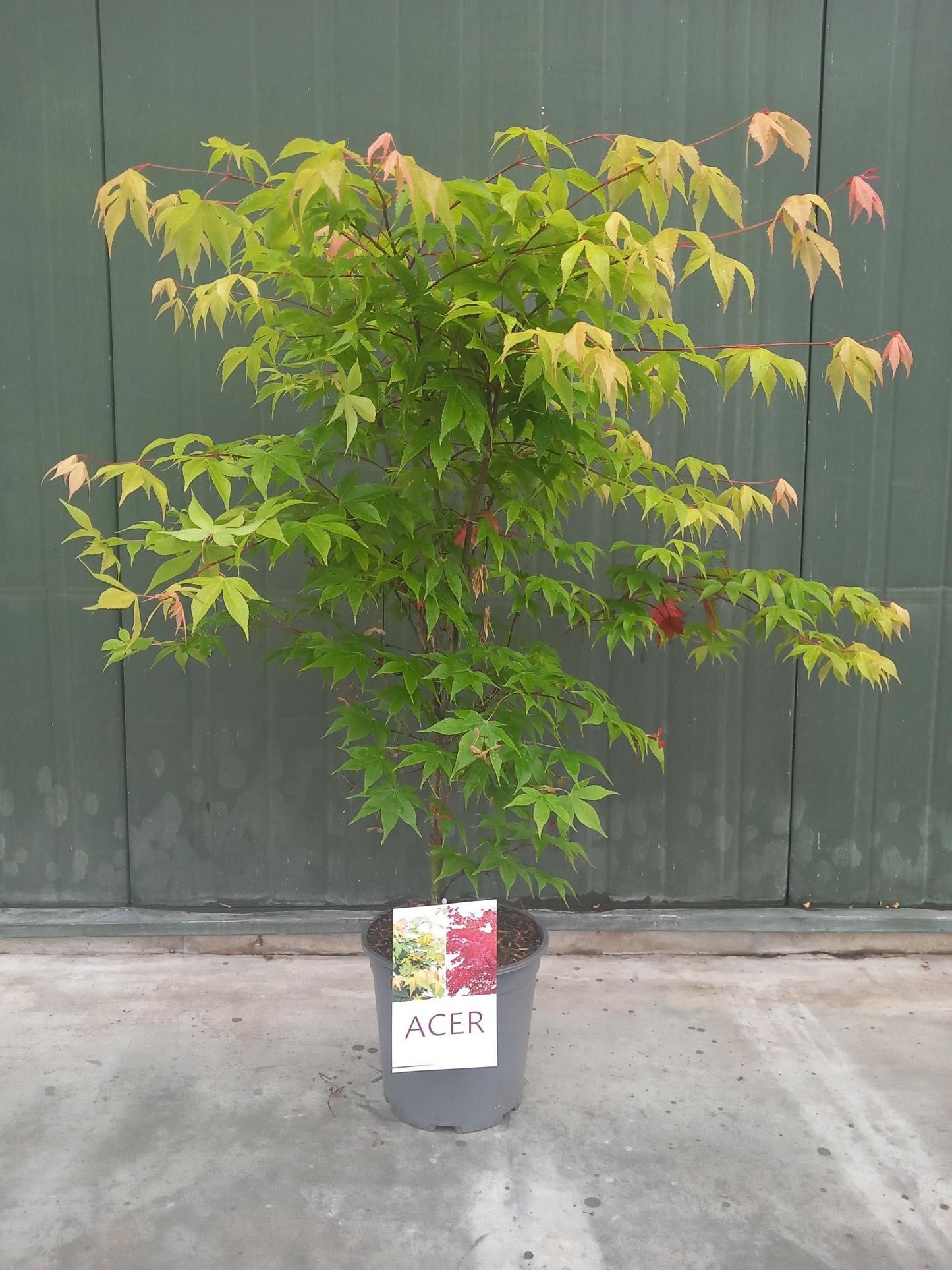 Acer palmatum 'Osakazuki' en pot de culture, photographie fournisseur représentative du lot de 34 plantes