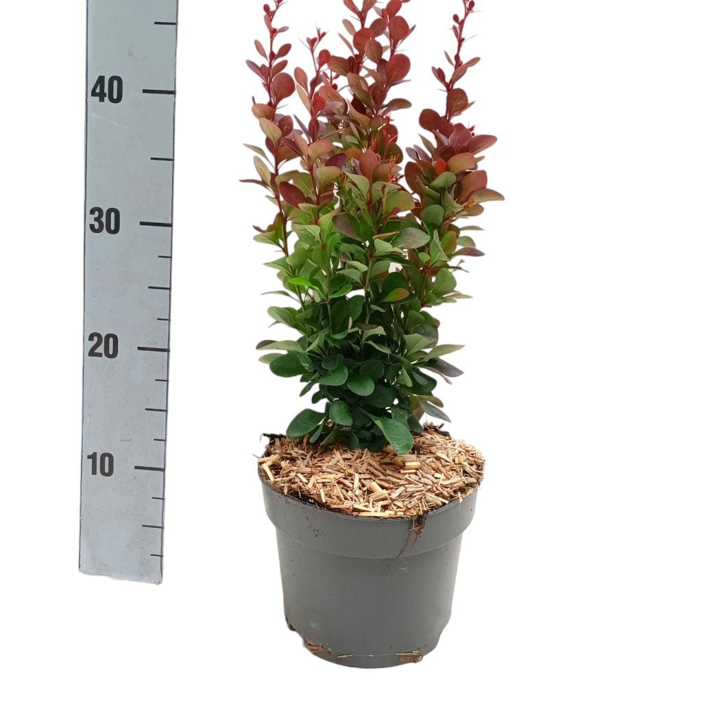 Berberis thunbergii 'Red Pillar' en pot de culture, photographie fournisseur d’un plant représentatif du lot de 61 plantes