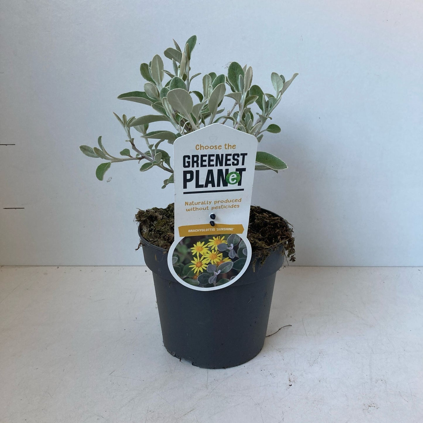 Brachyglottis 'Sunshine' en pot de culture, plant représentatif du lot de 24 plantes