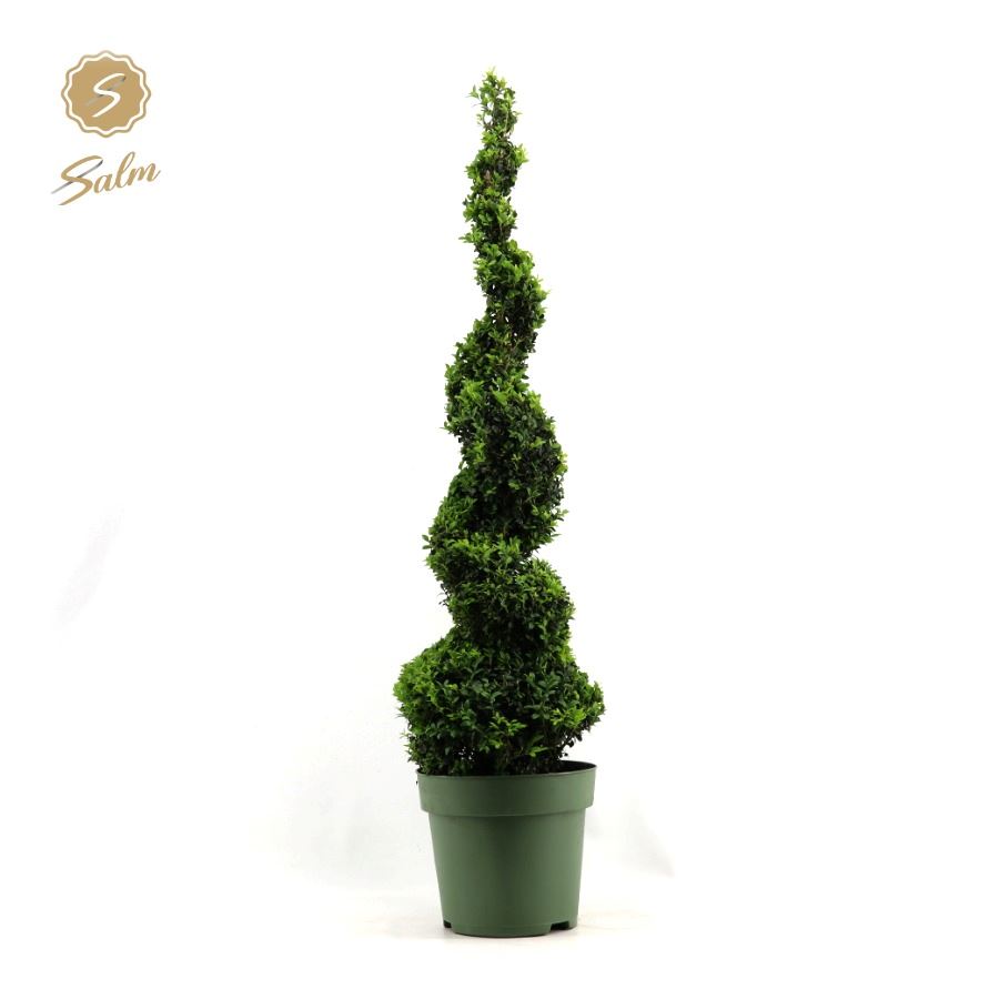 Buxus sempervirens en spirale, hauteur 115 cm, pot de 27 cm, photo de la référence Nieuwkoop F00004514