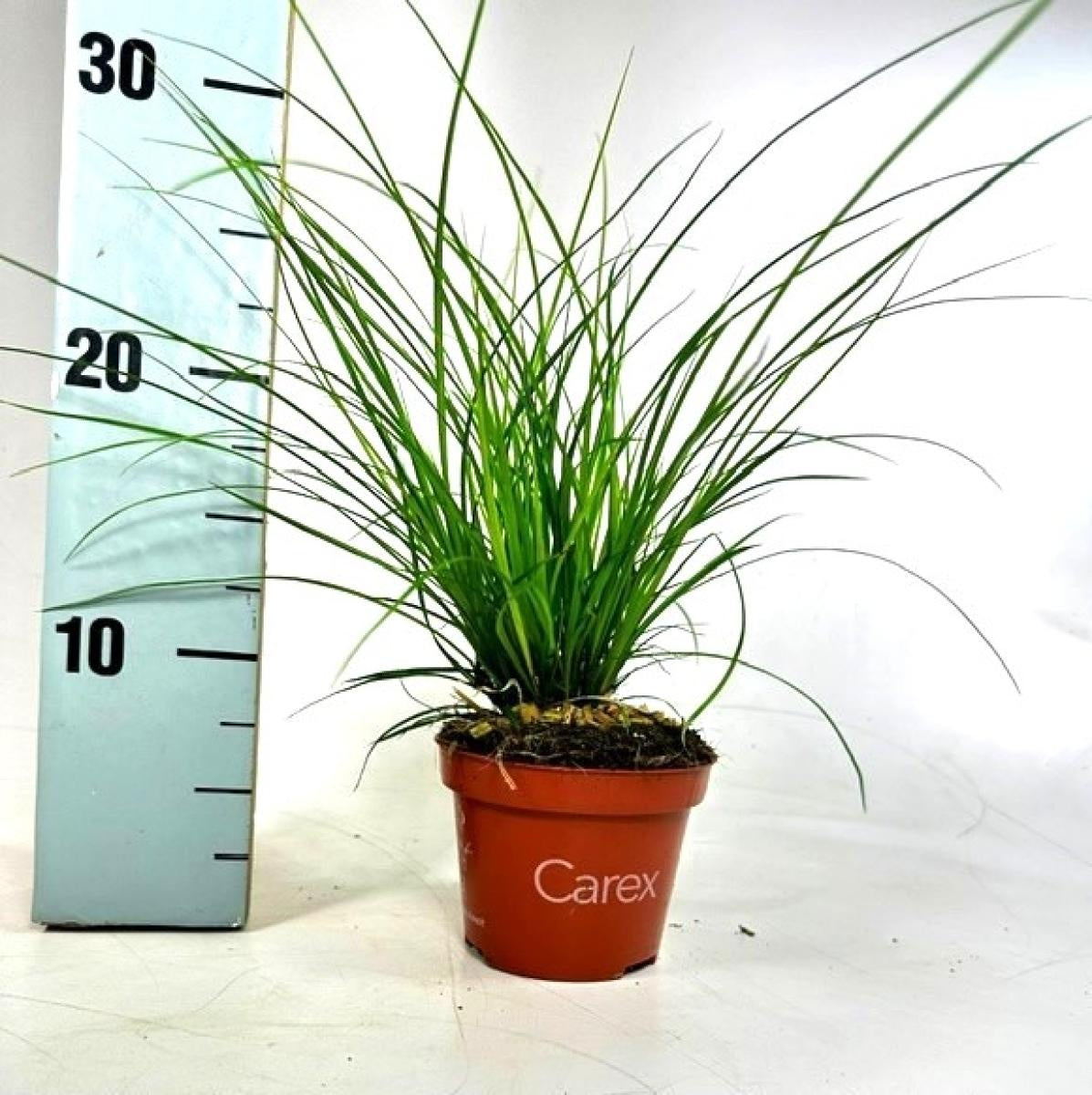 Carex brunnea en pot de culture, plant représentatif du lot de 156 plantes