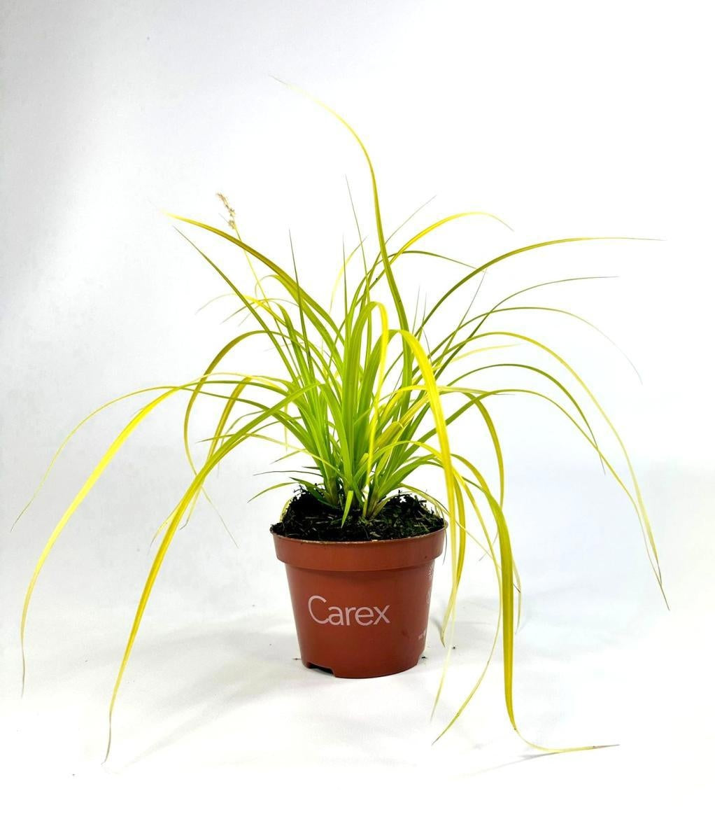 
                  
                    Carex oshimensis 'Evercolor Everillo' 30 cm, pot 10 cm, sujet représentatif du lot de 180
                  
                