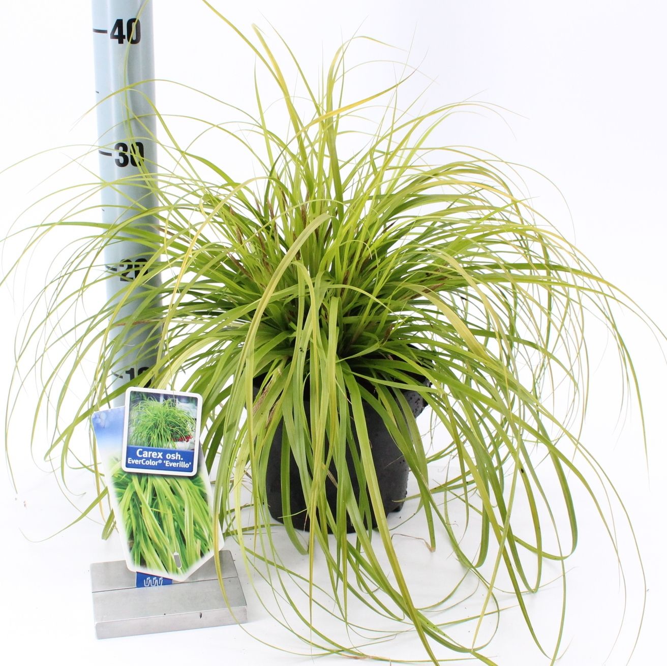 
                  
                    Carex oshimensis 'Evercolor Everillo' 35 cm, pot 17 cm, sujet représentatif du lot de 24
                  
                