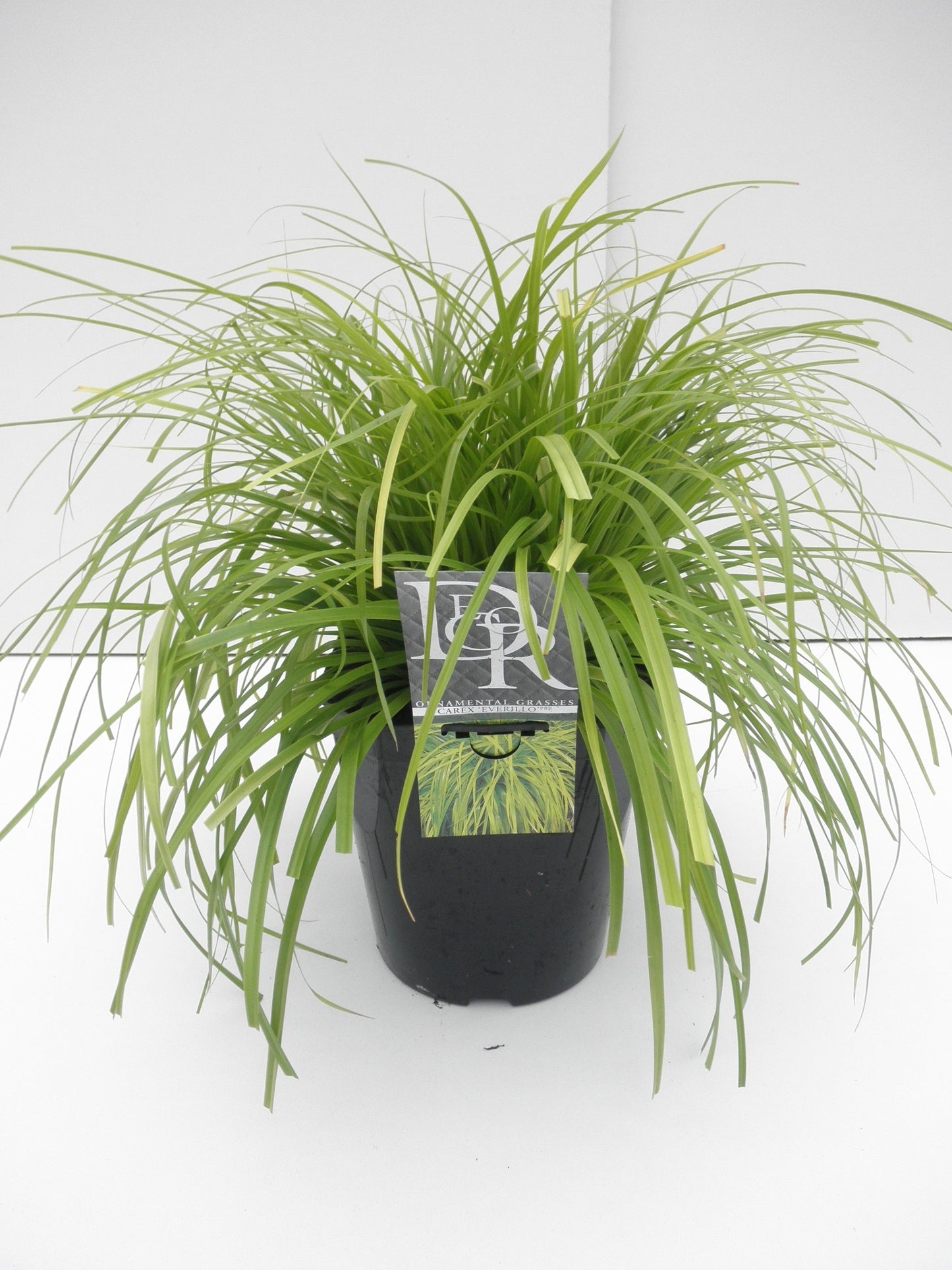 
                  
                    Carex oshimensis 'Evercolor Everillo' 40 cm, pot 23 cm, sujet représentatif du lot de 12
                  
                