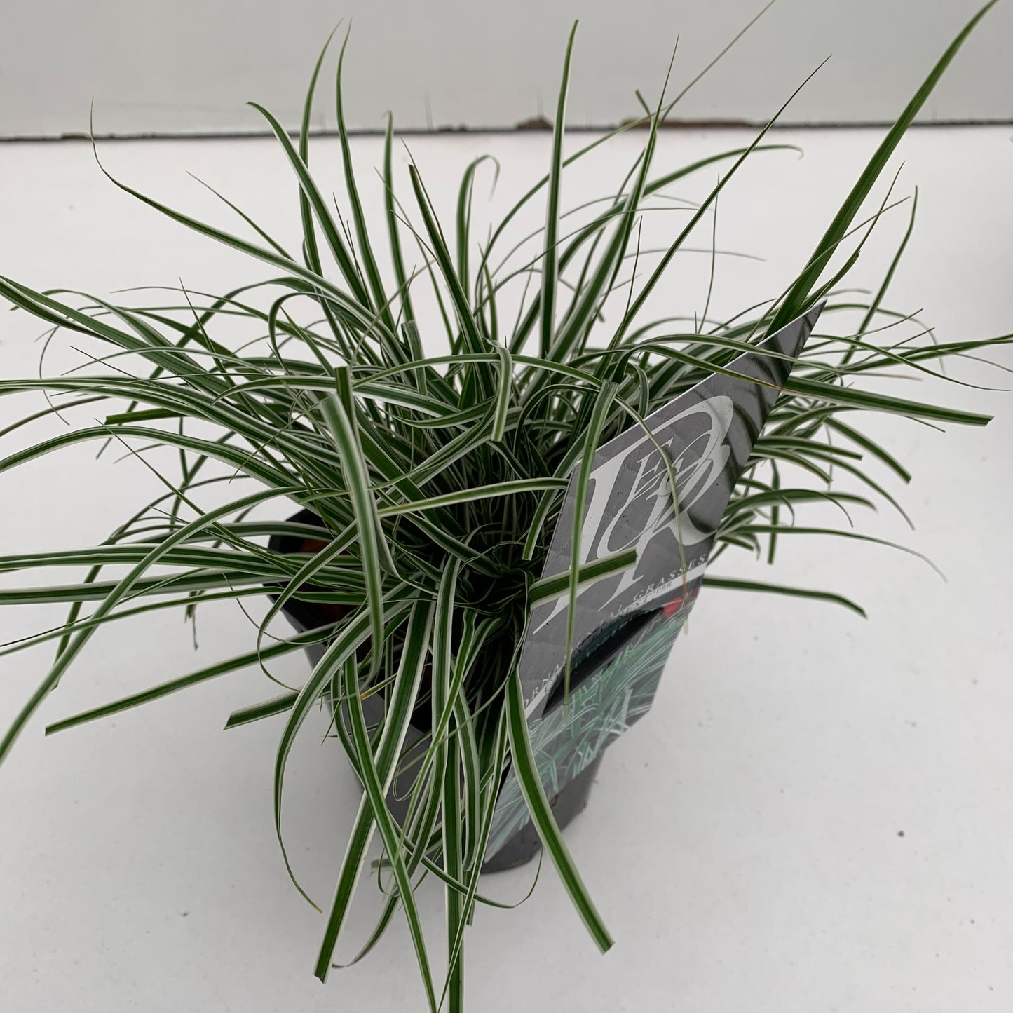 Carex oshimensis 'Everest' en pot de culture, plant représentatif du lot de 10 plantes