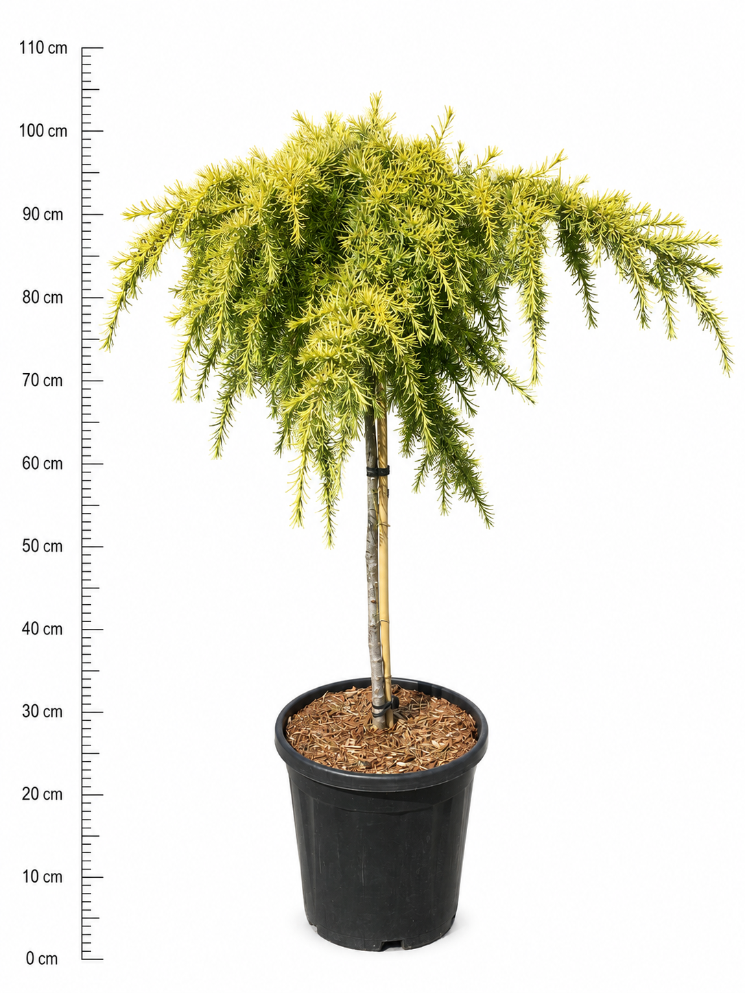 Cedrus deodara 'Lime Glow' sur tige, hauteur indicative 100 cm, pot Ø 32 cm — photographie fournisseur représentative.