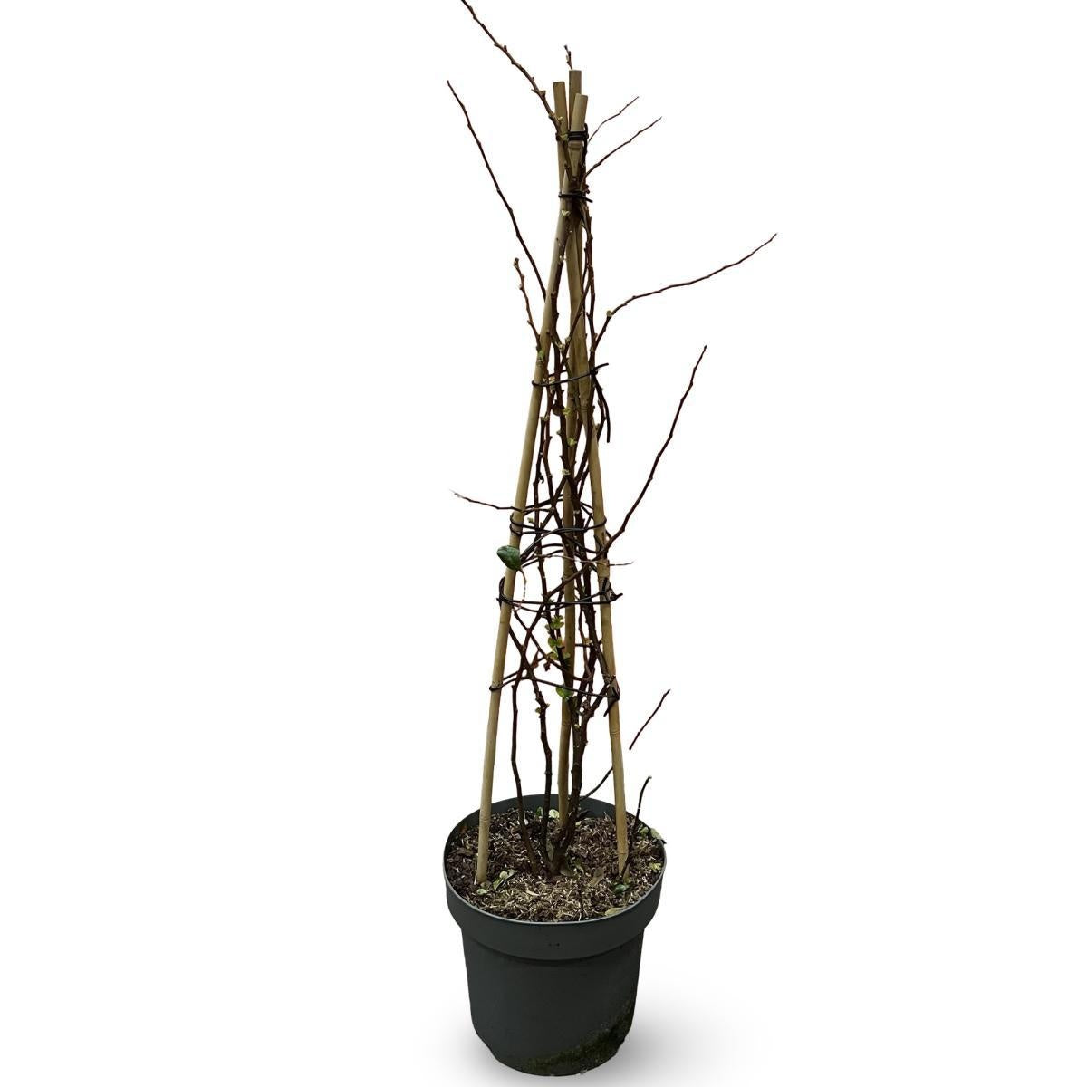 Chaenomeles speciosa 'Scarlet Storm' en pot de culture, photographie fournisseur représentative du lot de 9 plantes