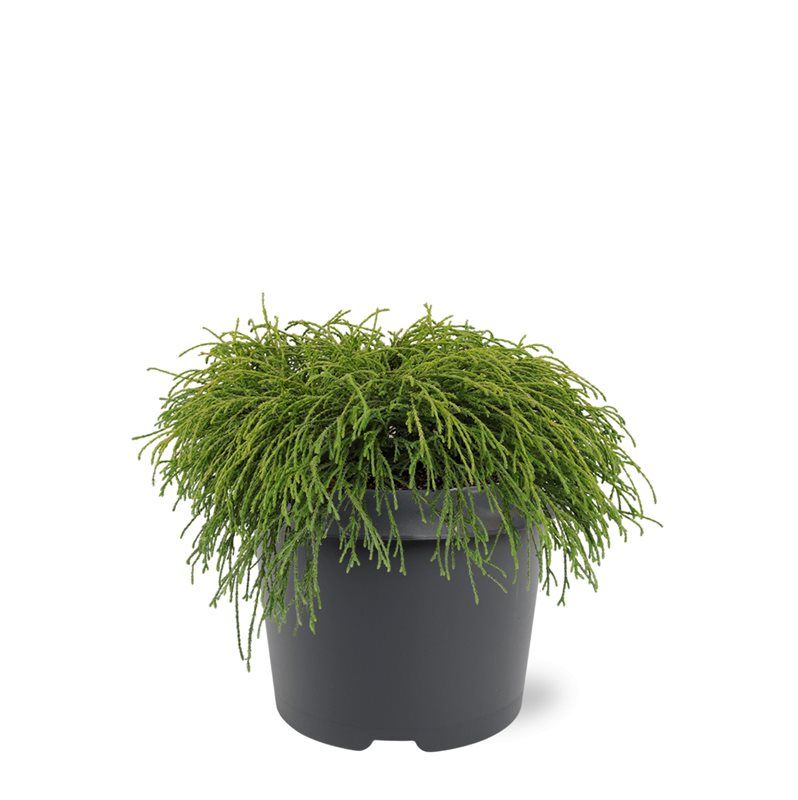 Chamaecyparis pisifera 'Filifera Nana', hauteur indicative 30 cm, pot Ø 19 cm — photographie fournisseur représentative.