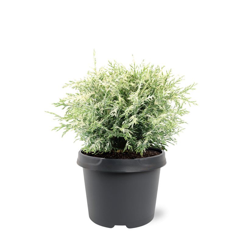 Chamaecyparis lawsoniana 'Pearly Swirls', hauteur indicative 30 cm, pot Ø 19 cm — photographie fournisseur représentative.
