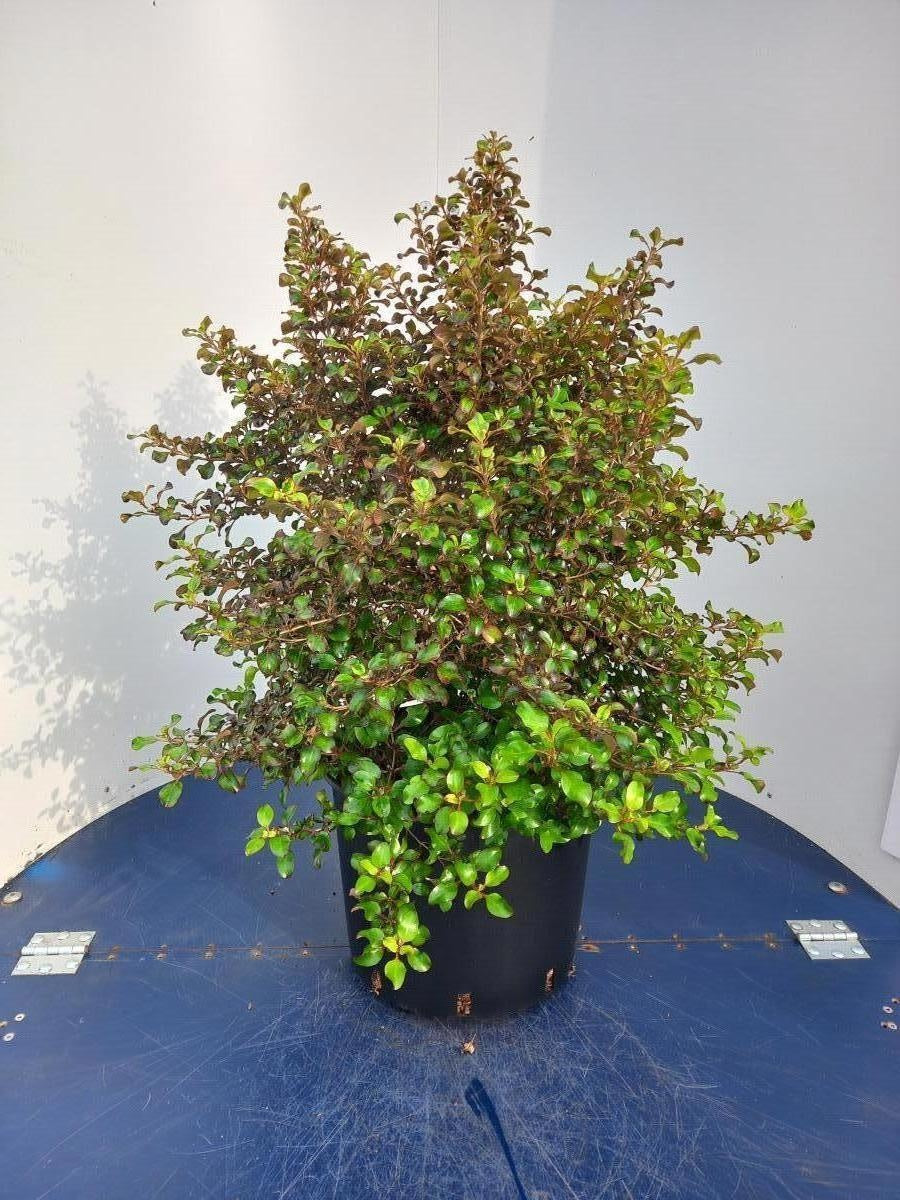 Coprosma repens 'Pina Colada' en pot de culture, photographie fournisseur représentative du lot de 5 plantes