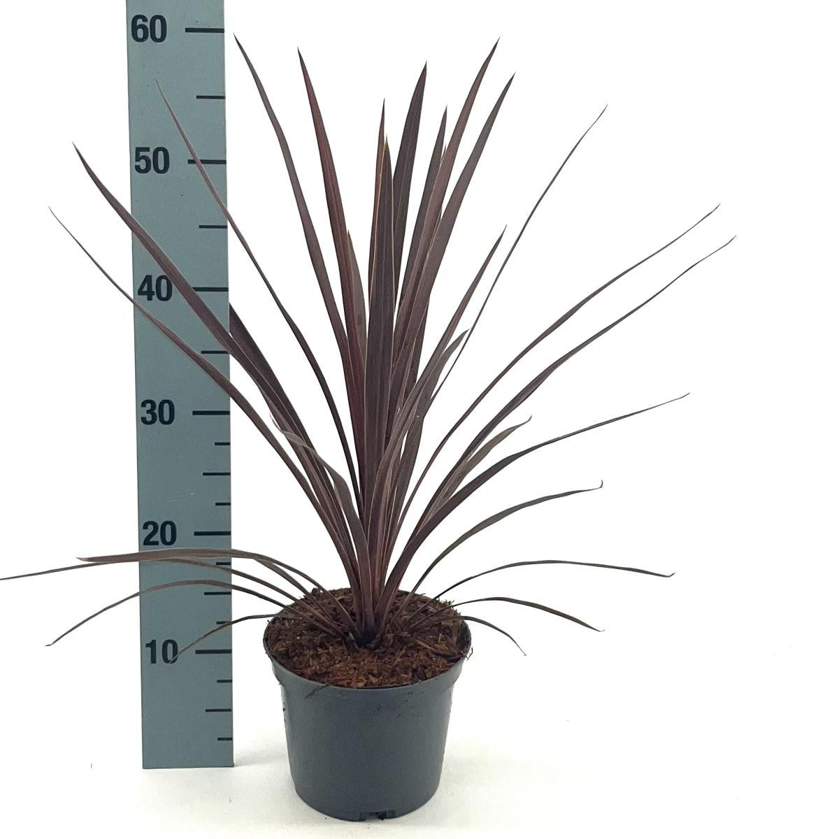 Cordyline australis 'Red Star' en pot de culture, photographie fournisseur d’un plant représentatif du lot de 36 plantes