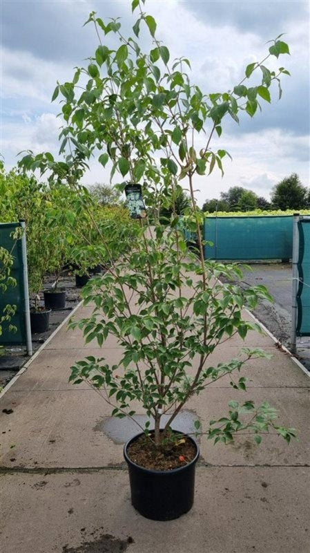 Cornus kousa 'China Girl' en pot de culture, photographie fournisseur représentative du lot de 3 plantes