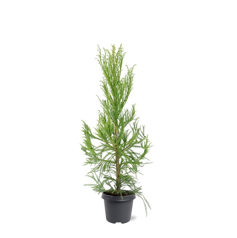 Cryptomeria japonica 'Kitayama', hauteur indicative 90 cm, pot Ø 23 cm — photographie fournisseur représentative.