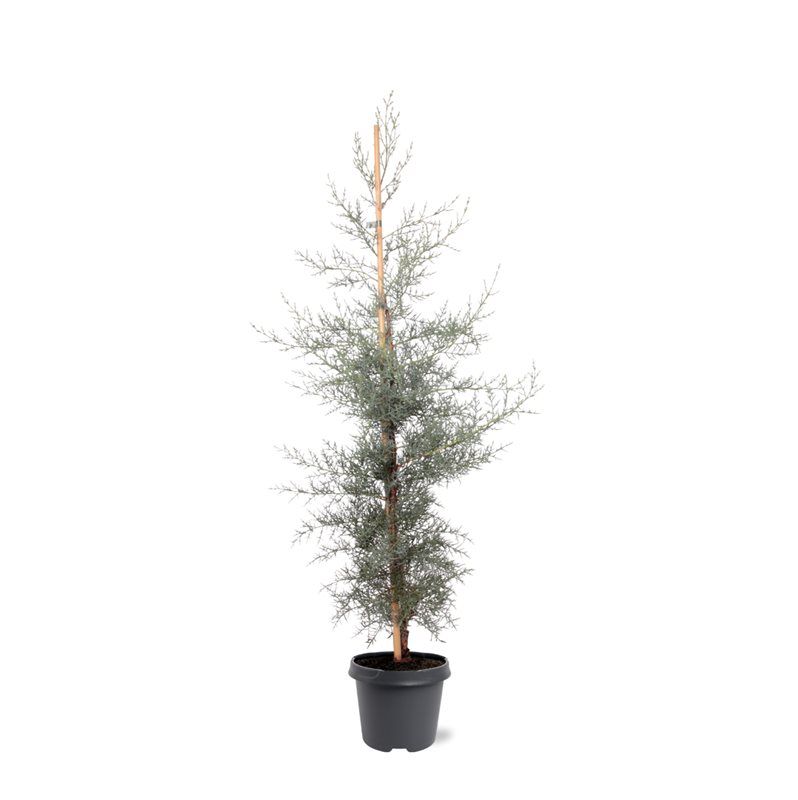 Cupressus arizonica 'Glauca', hauteur indicative 90 cm, pot Ø 23 cm — photographie fournisseur représentative.