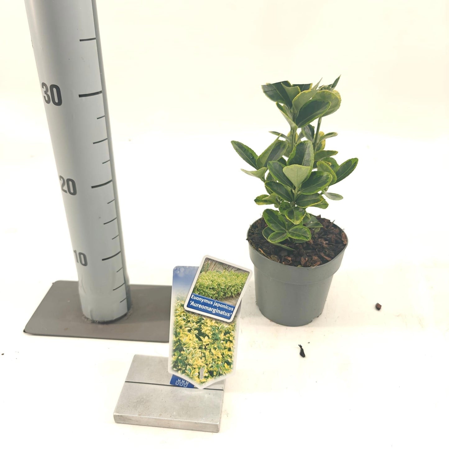 Euonymus japonicus ‘Aureomarginatus’ en pot de culture, photo fournisseur d’un plant représentatif du lot de 40 plantes