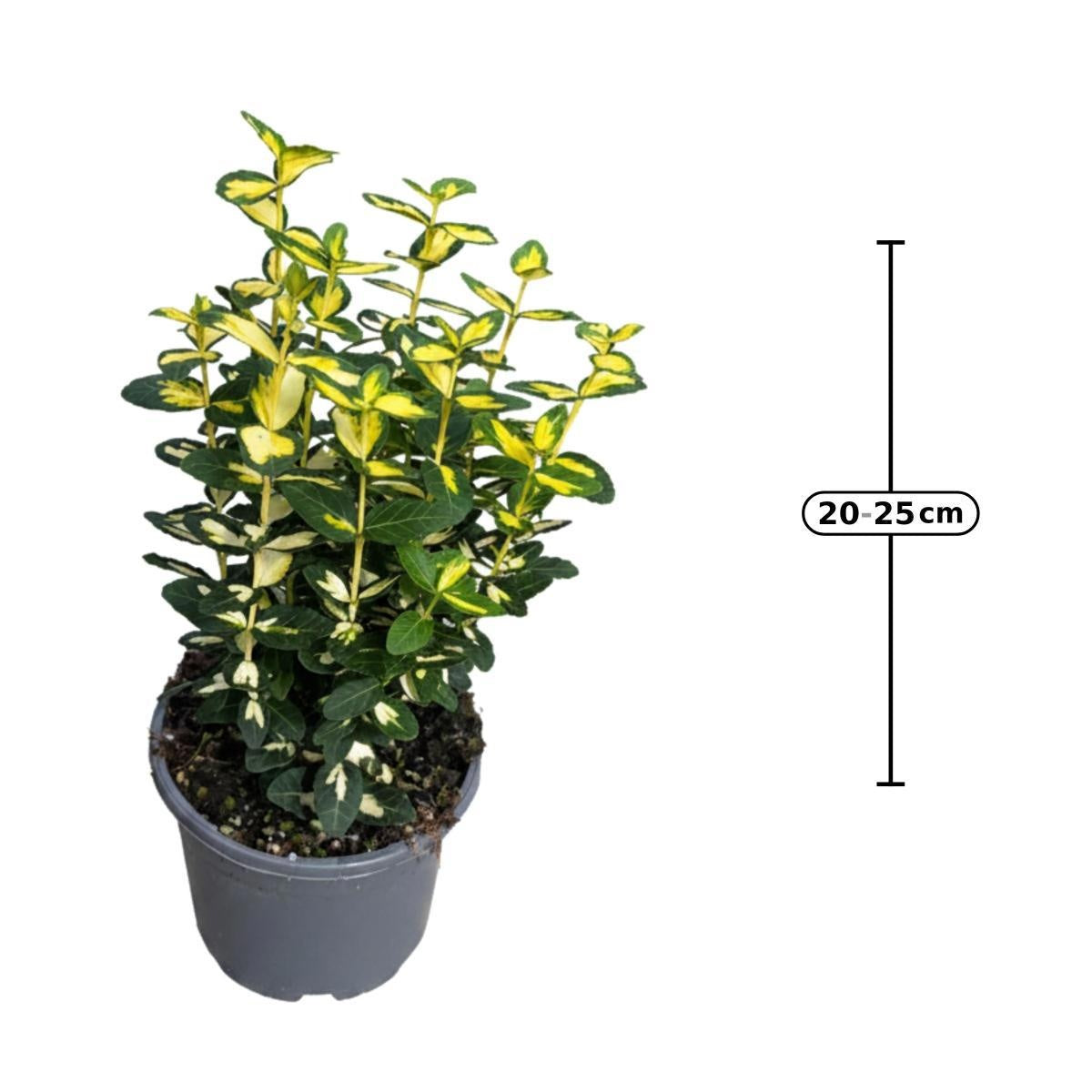 Euonymus fortunei ‘Blondy’ au feuillage jaune et vert, photo fournisseur d’un plant représentatif du lot de 136 plantes