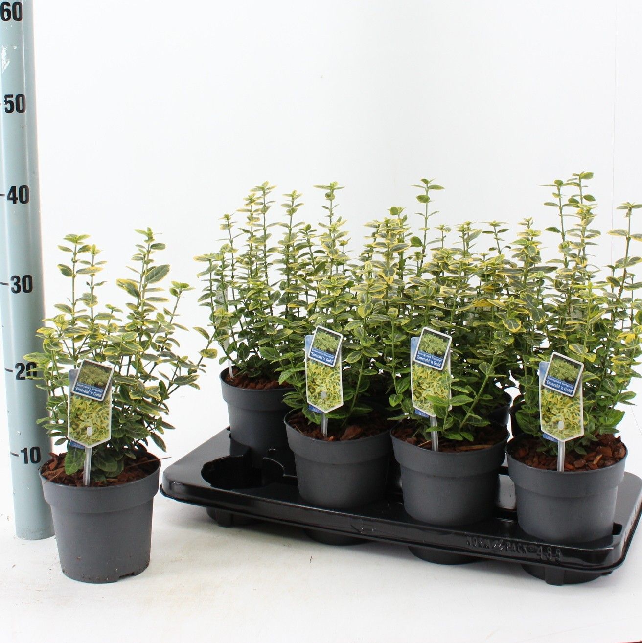 Euonymus fortunei ‘Emerald ’n’ Gold’ en pot de culture, plant représentatif du lot de 40 plantes