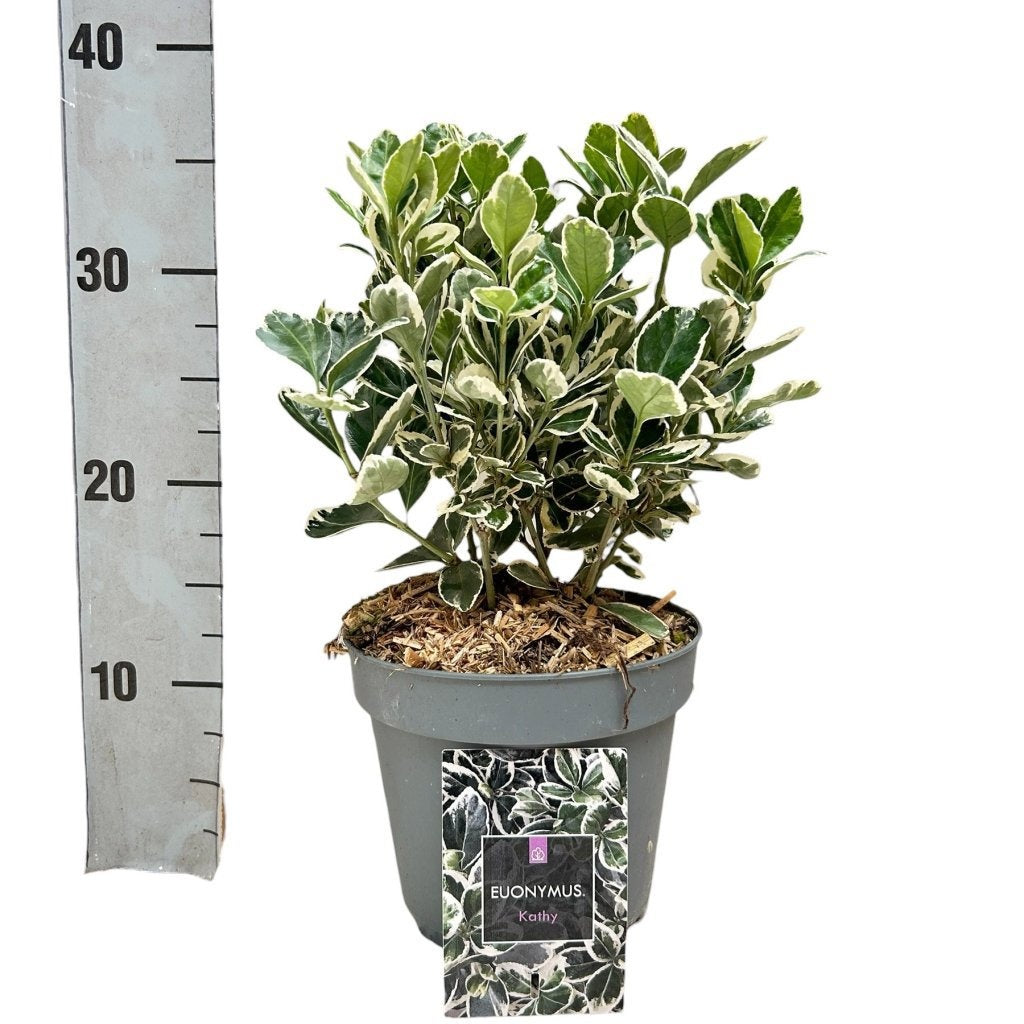 Euonymus japonicus 'Kathy' en pot de culture, photographie fournisseur d’un plant représentatif du lot de 83 plantes