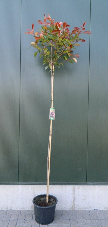 
                  
                    Photinia Red Robin Tige — hauteur 125 cm, illustration du format vendu par lot de 16 plantes
                  
                