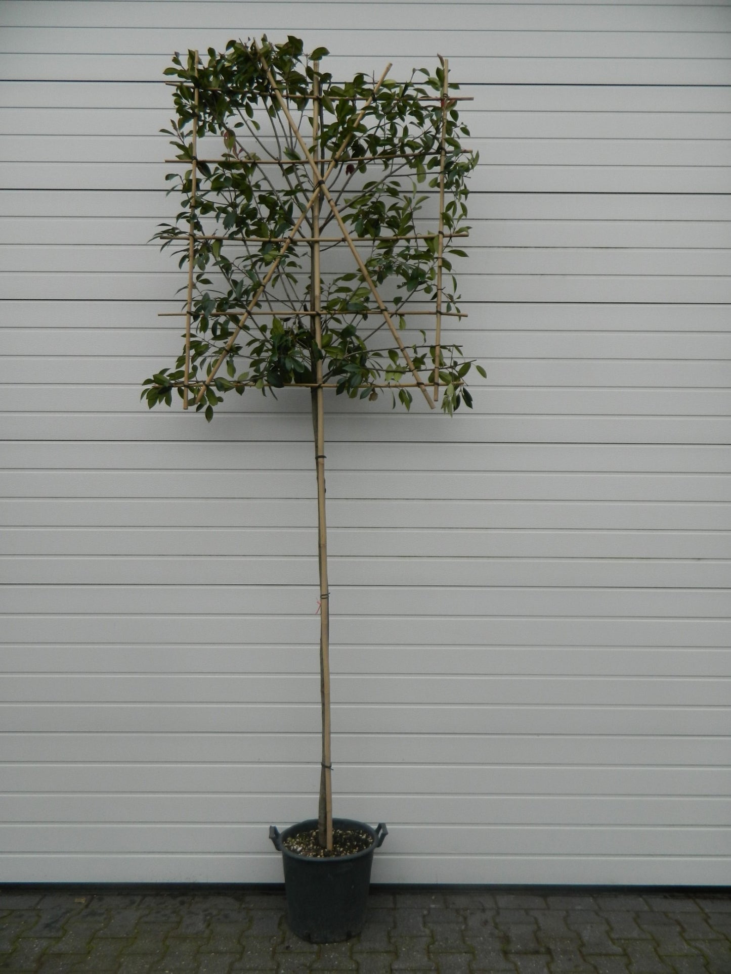 
                  
                    Photinia Red Robin Palissé sur tige — hauteur 350 cm, illustration du format vendu par lot de 4 plantes
                  
                