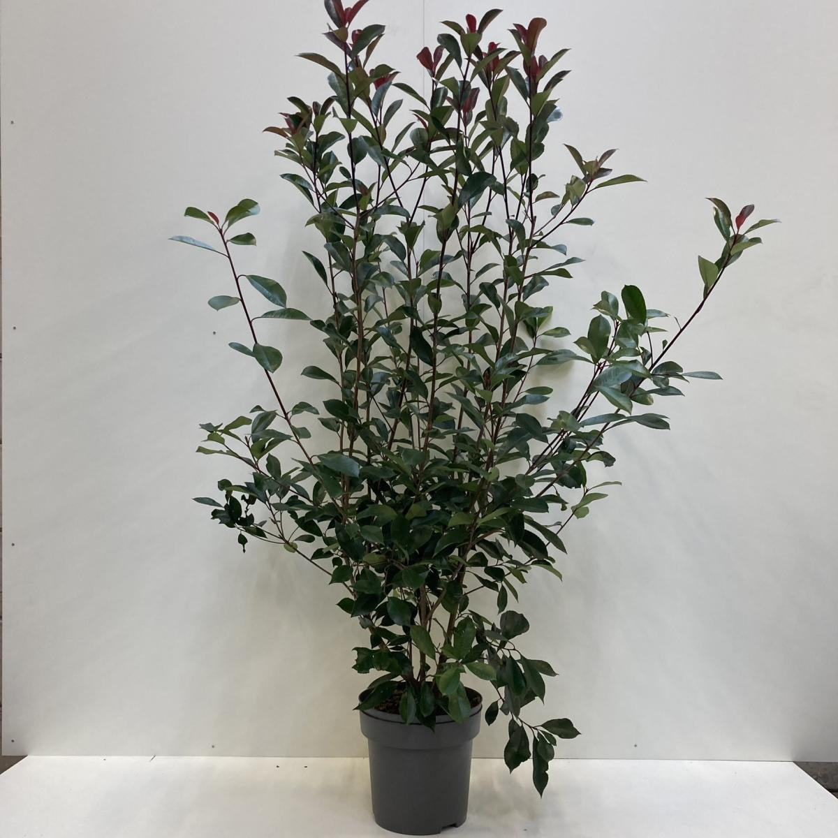 
                  
                    Photinia Red Robin buissonnant — hauteur 150 cm, illustration du format vendu par lot de 8 plantes
                  
                