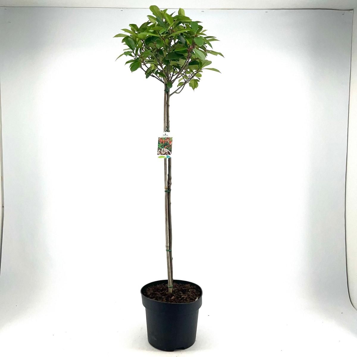 
                  
                    Photinia Red Robin Tige/boule — hauteur 120 cm, illustration du format vendu par lot de 5 plantes
                  
                