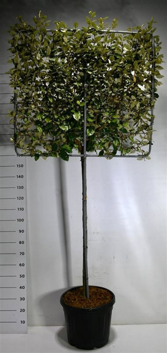 
                  
                    Elaeagnus ebbingei Compacta Palissé sur tige — hauteur 270 cm, illustration du format vendu par lot de 2 plantes
                  
                