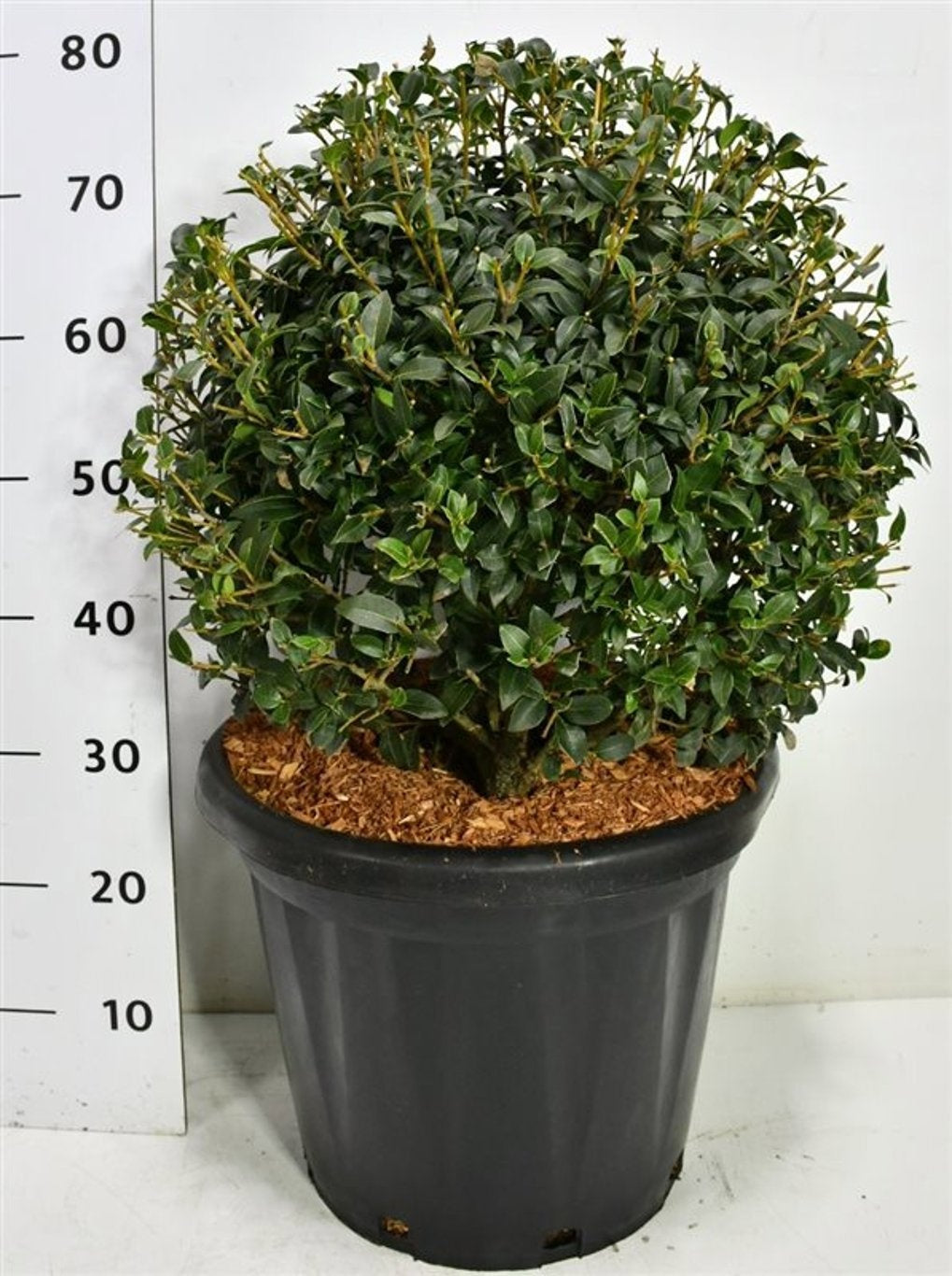 
                  
                    Osmanthus × burkwoodii  — hauteur 80 cm, illustration du format vendu par lot de 5 plantes
                  
                