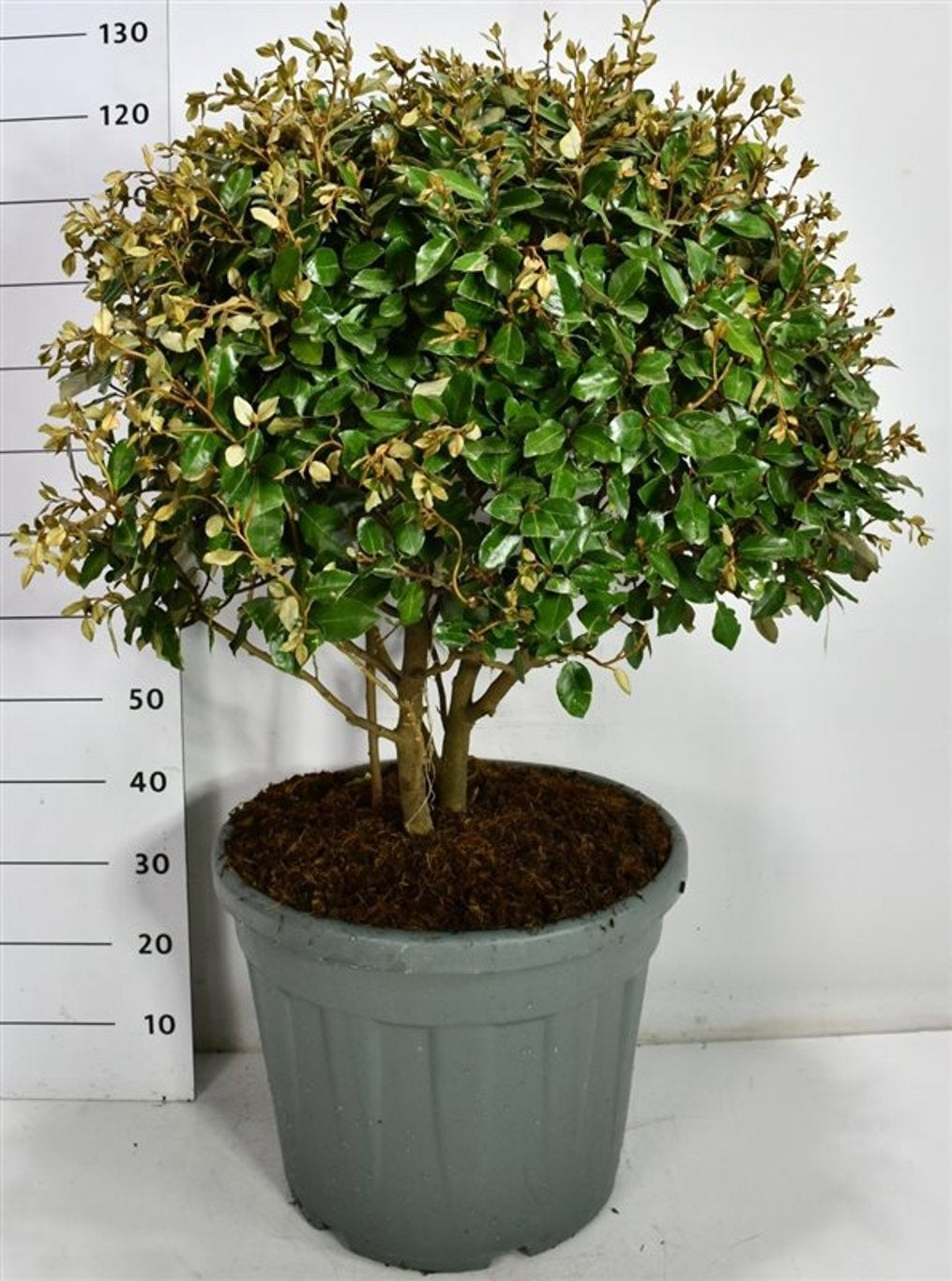 
                  
                    Elaeagnus ebbingei buissonnant — hauteur 125 cm, illustration du format vendu par lot de 3 plantes
                  
                