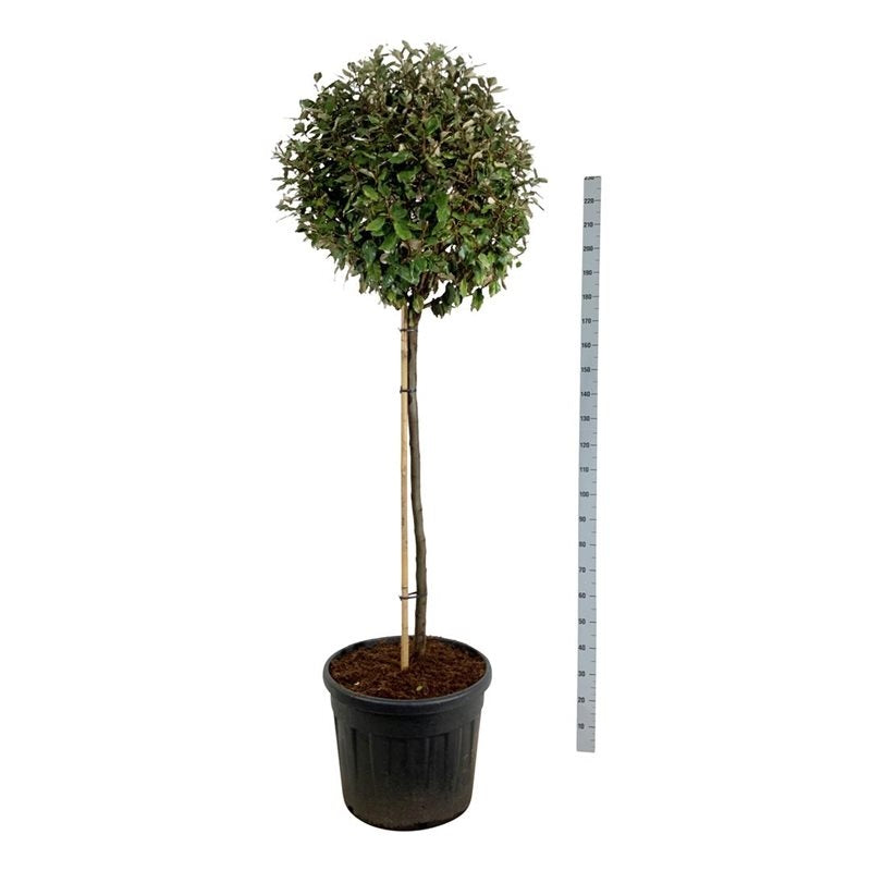 
                  
                    Elaeagnus ebbingei Compacta Tige — hauteur 200 cm, illustration du format vendu par lot de 2 plantes
                  
                
