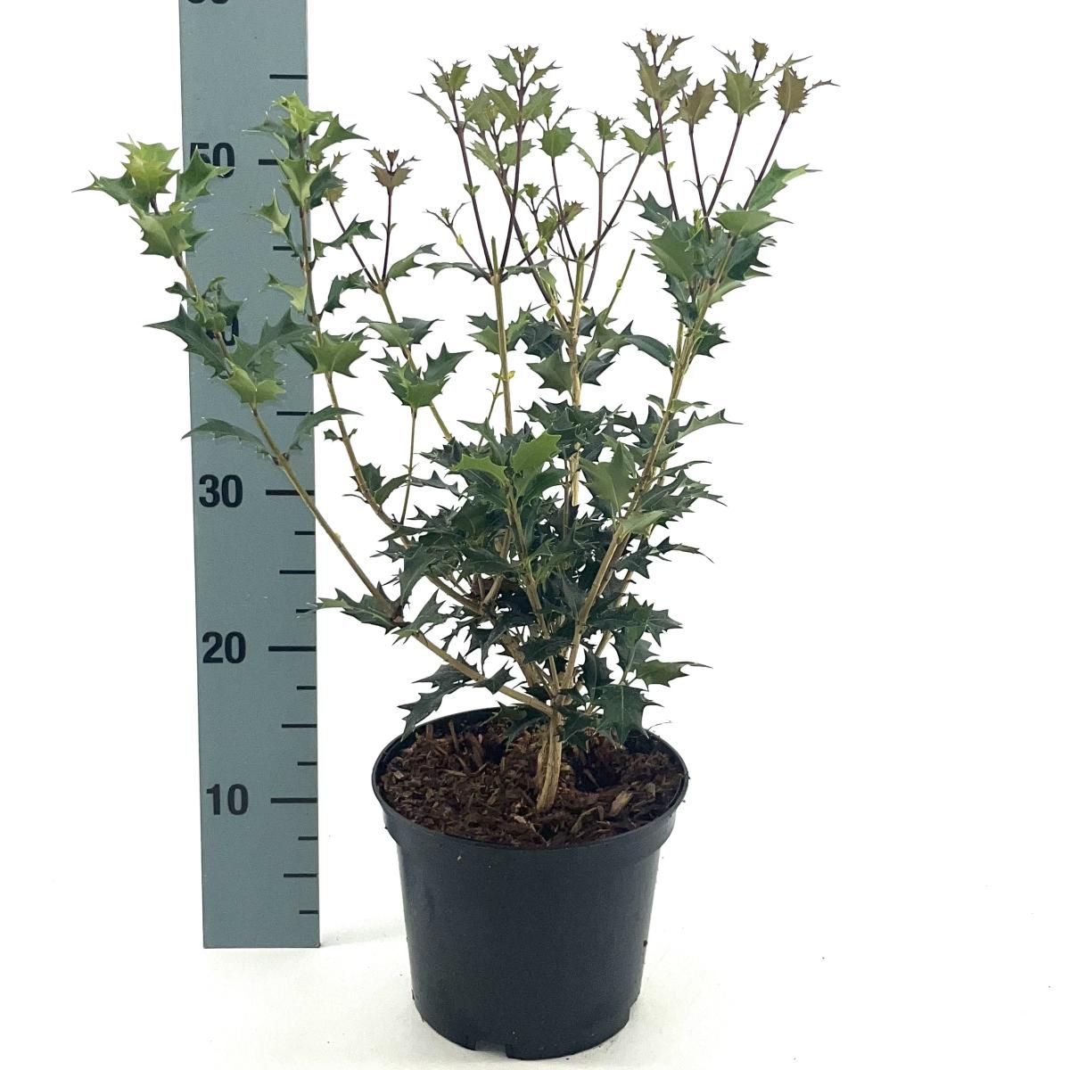 
                  
                    Osmanthus heterophyllus  — hauteur 60 cm, illustration du format vendu par lot de 42 plantes
                  
                