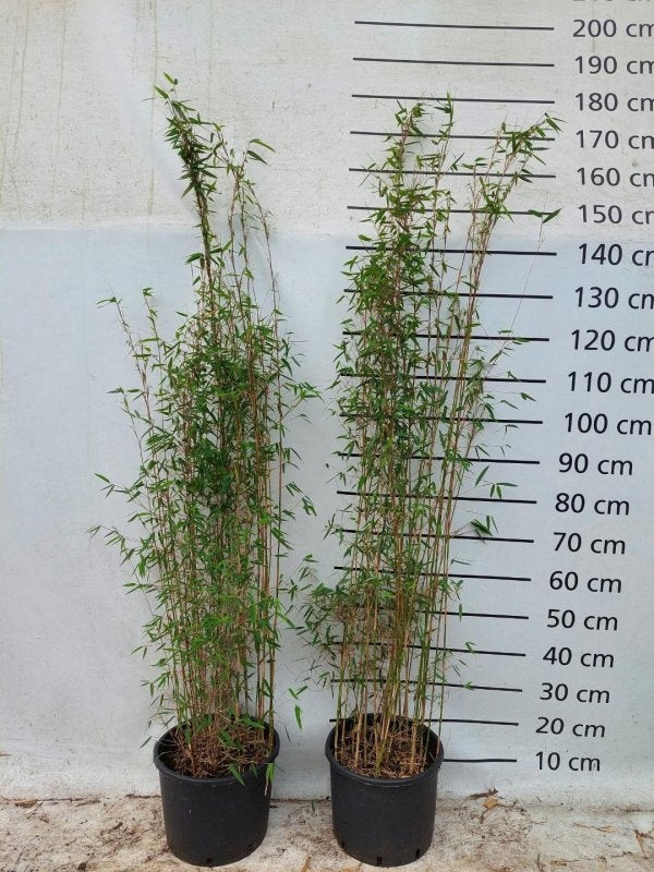 Fargesia ‘Jiuzhaigou’ en pot de 29 cm, vue d’un plant du lot de 15