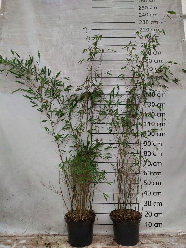 Fargesia murielae ‘Obelisk’ en pot de 29 cm, vue d’un plant du lot de 10