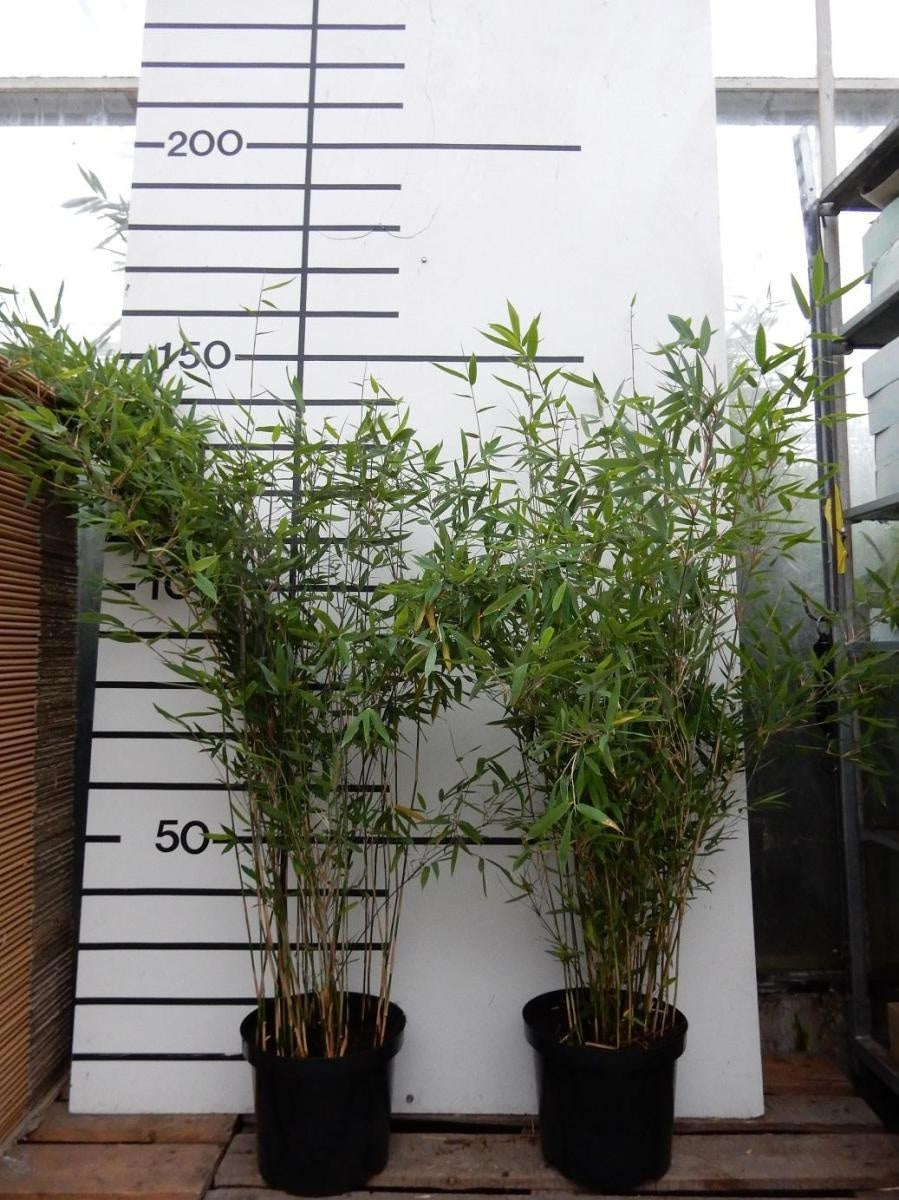 Fargesia ‘Winter Joy’ en pot de 29 cm, vue d’un plant du lot de 20