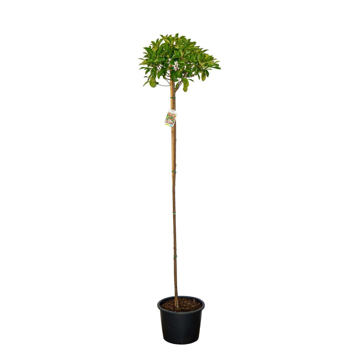 
                  
                    Photinia Red Robin Tige — hauteur 200 cm, illustration du format vendu par lot de 4 plantes
                  
                