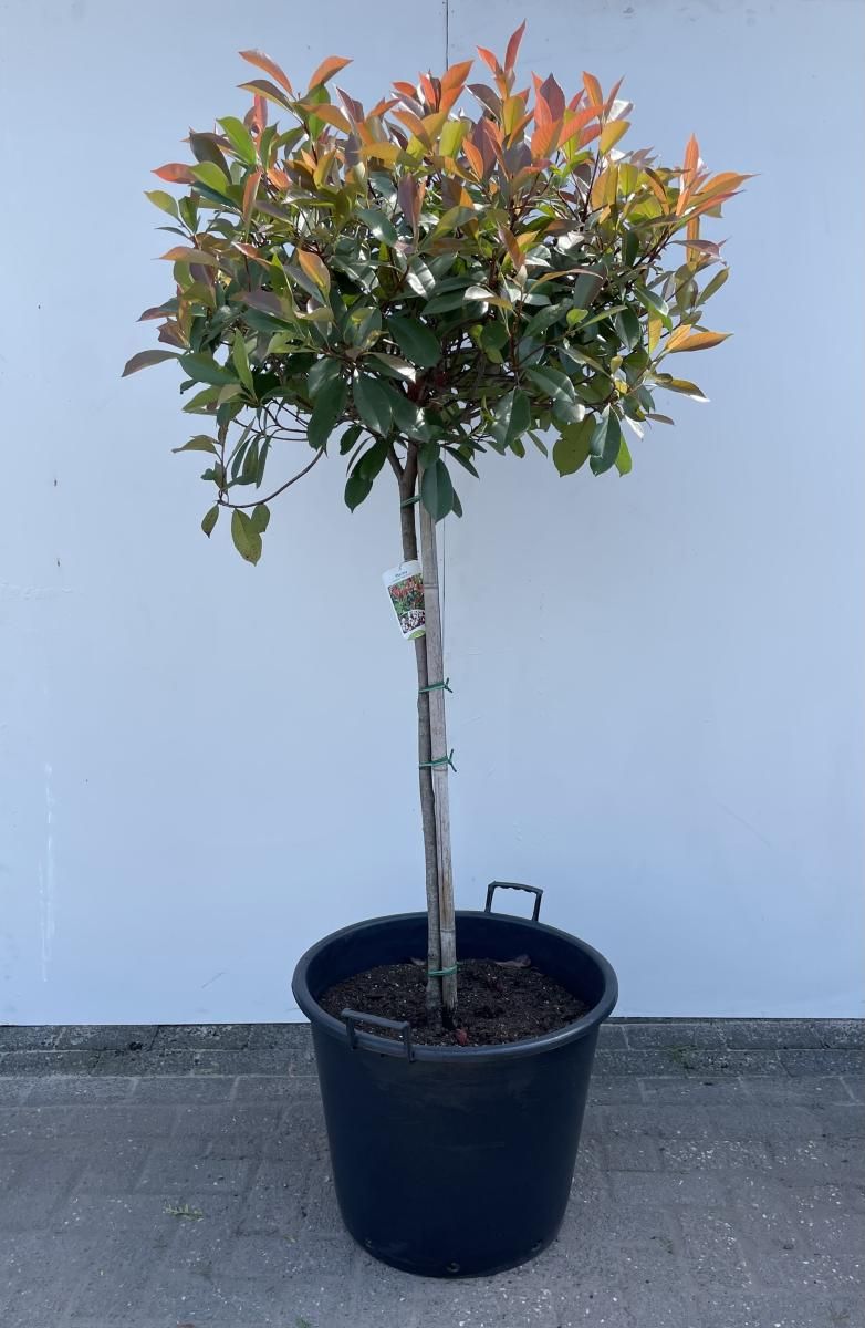 
                  
                    Photinia Red Robin Tige — hauteur 120 cm, illustration du format vendu par lot de 3 plantes
                  
                