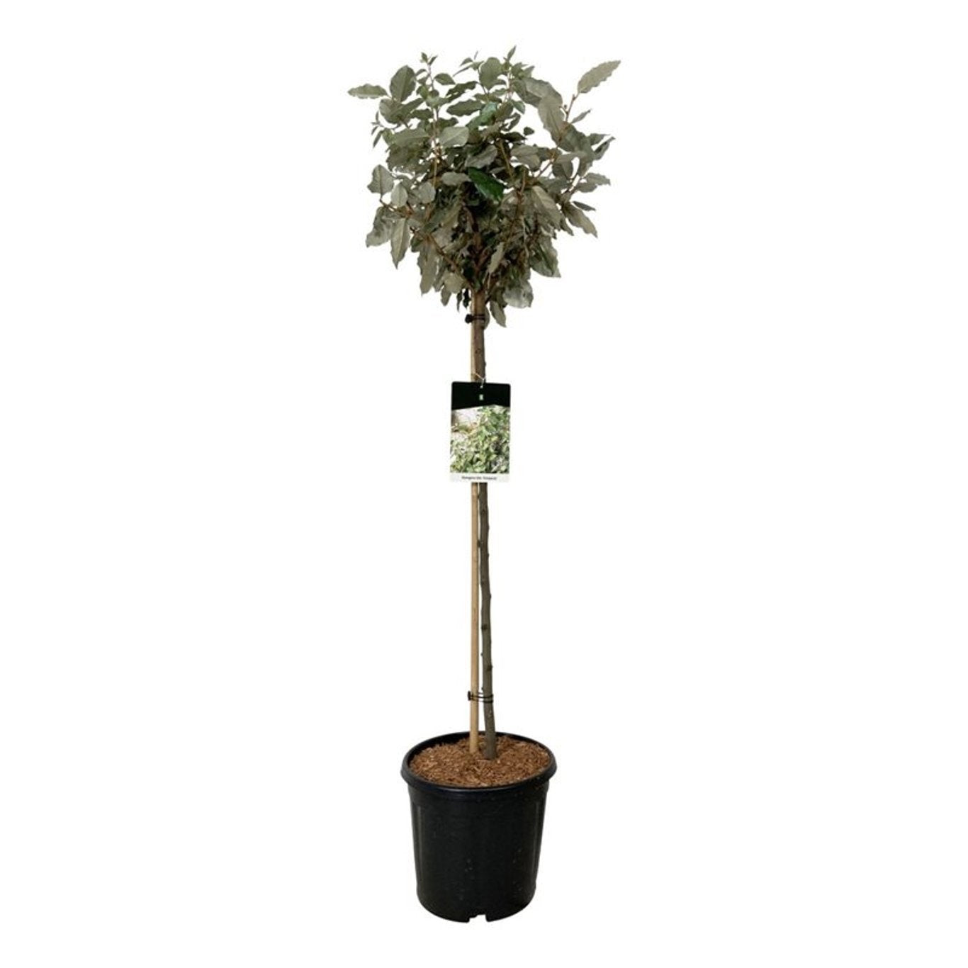 
                  
                    Elaeagnus ebbingei Compacta Tige — hauteur 140 cm, illustration du format vendu par lot de 12 plantes
                  
                