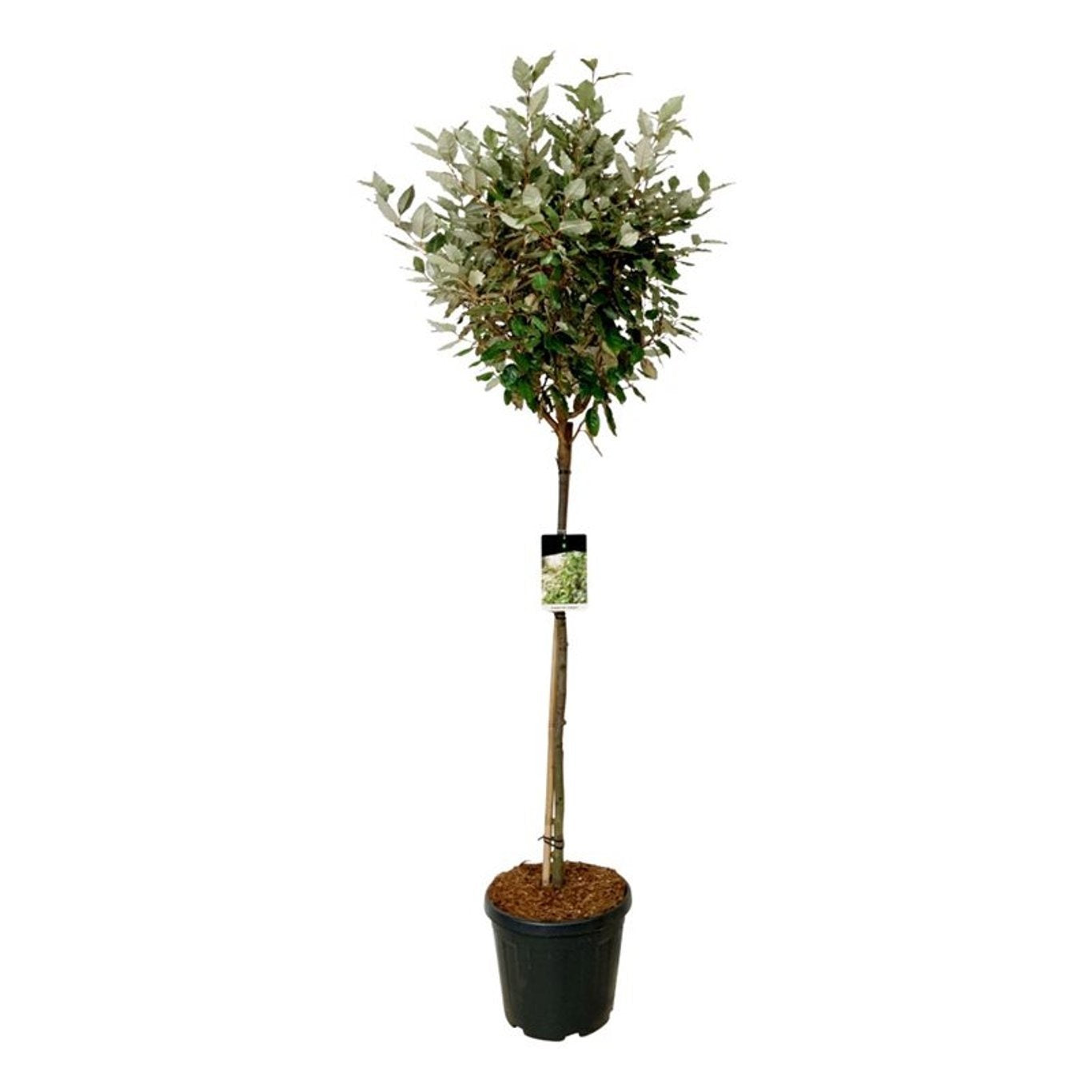 
                  
                    Elaeagnus ebbingei Compacta Tige — hauteur 170 cm, illustration du format vendu par lot de 4 plantes
                  
                