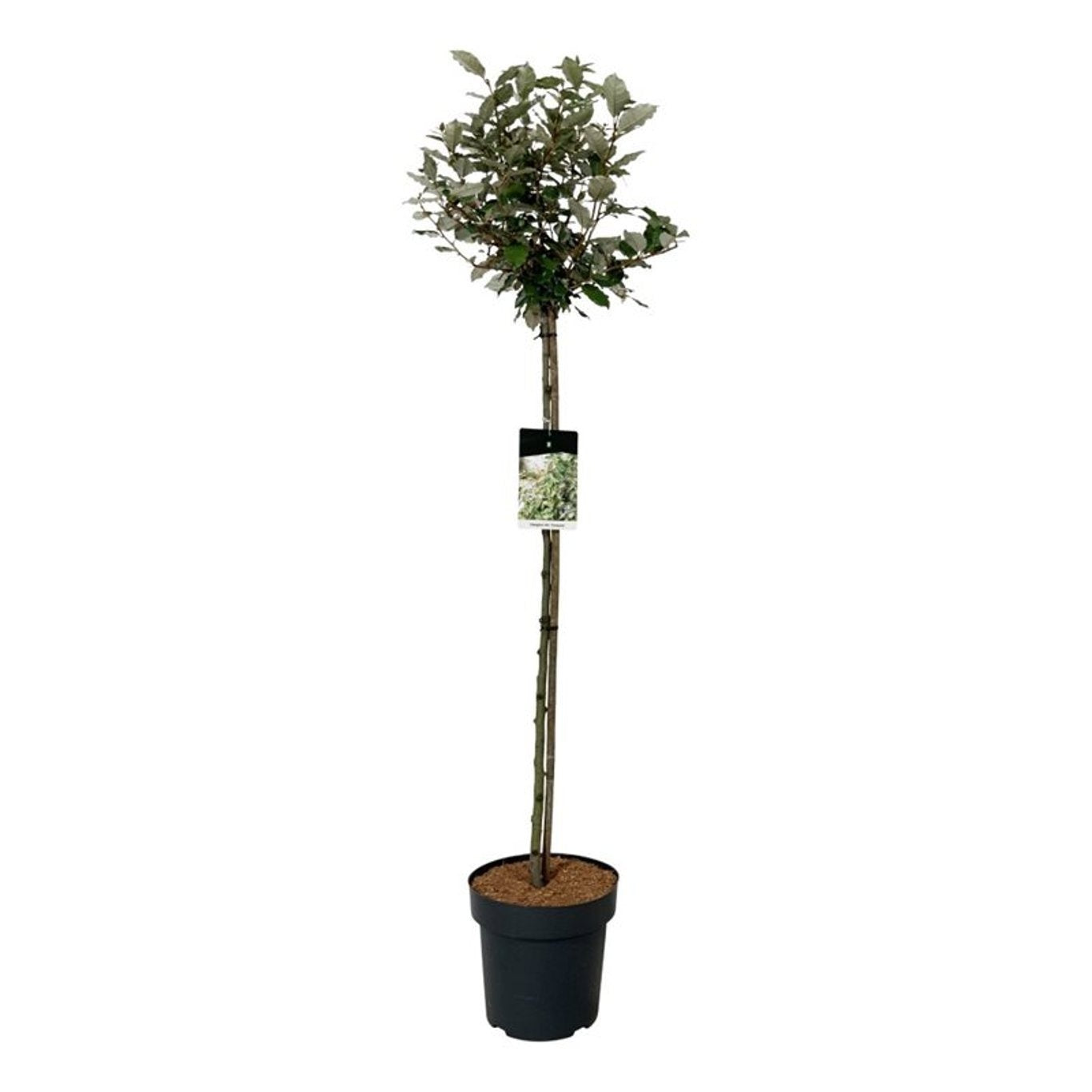 
                  
                    Elaeagnus ebbingei Compacta Tige — hauteur 150 cm, illustration du format vendu par lot de 8 plantes
                  
                