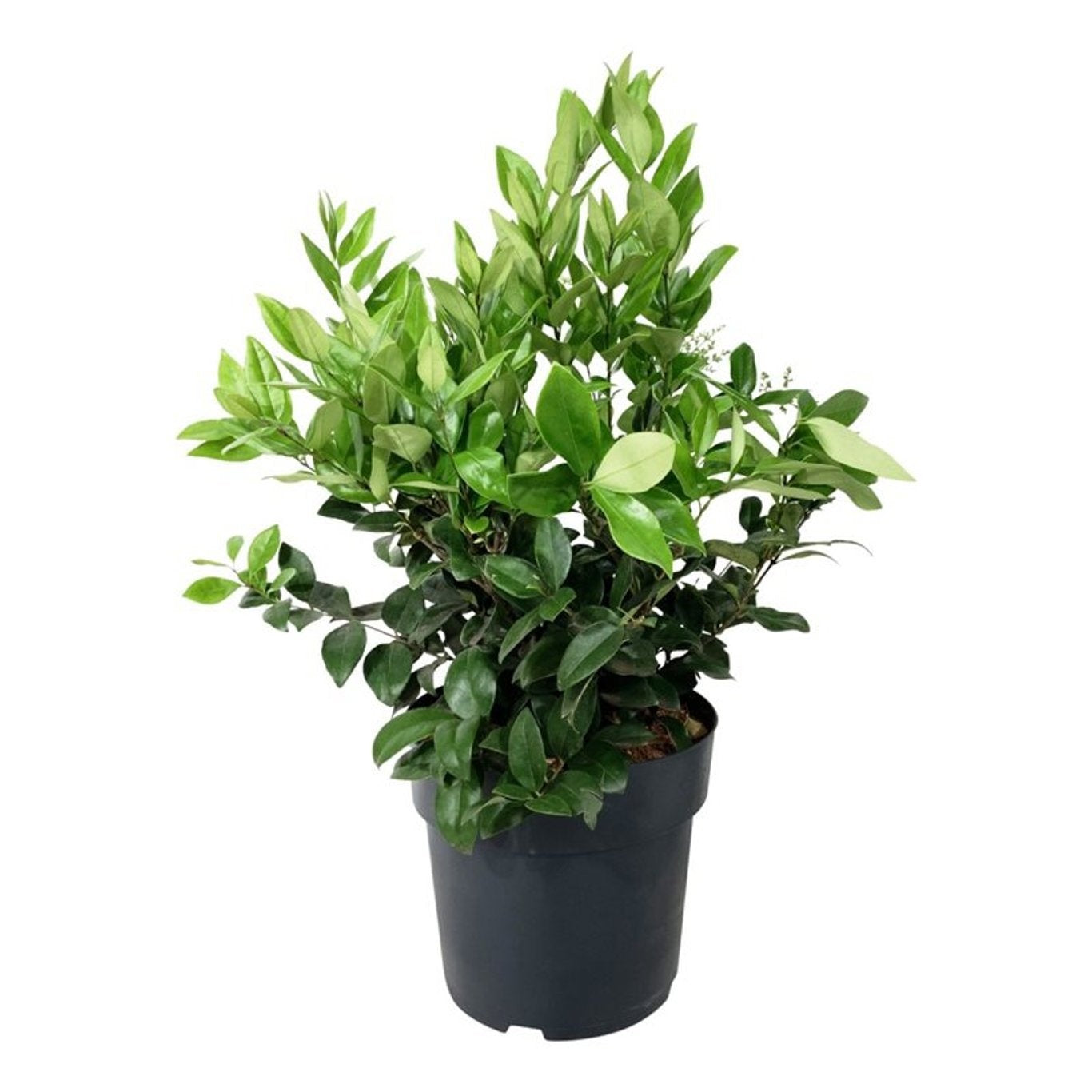
                  
                    Troène du Japon Texanum buissonnant — hauteur 55 cm, illustration du format vendu par lot de 34 plantes
                  
                