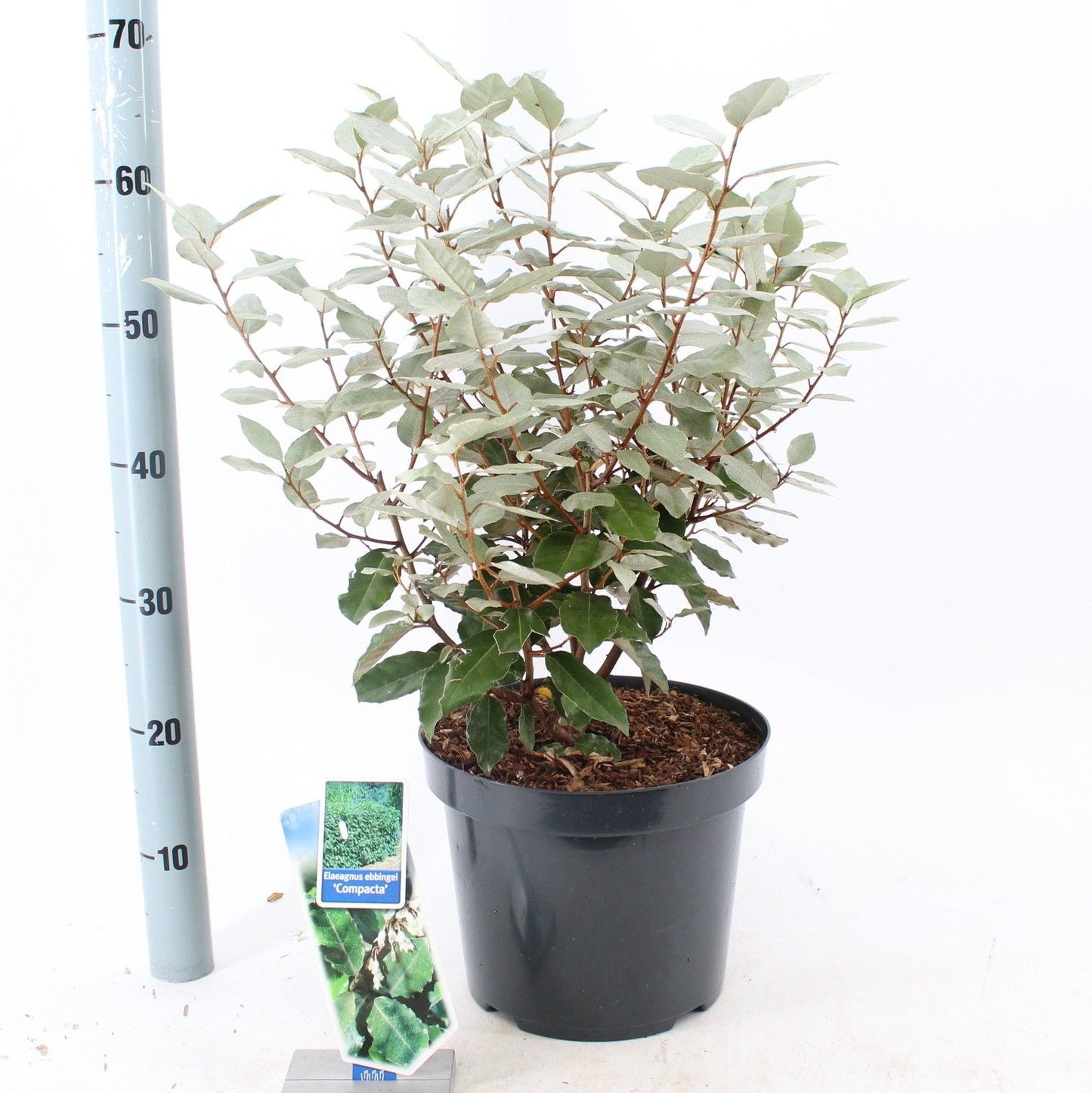 
                  
                    Elaeagnus ebbingei Compacta buissonnant — hauteur 55 cm, illustration du format vendu par lot de 12 plantes
                  
                