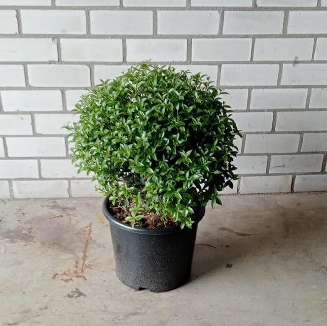 
                  
                    Osmanthus × burkwoodii Ballon — hauteur 45 cm, illustration du format vendu par lot de 8 plantes
                  
                
