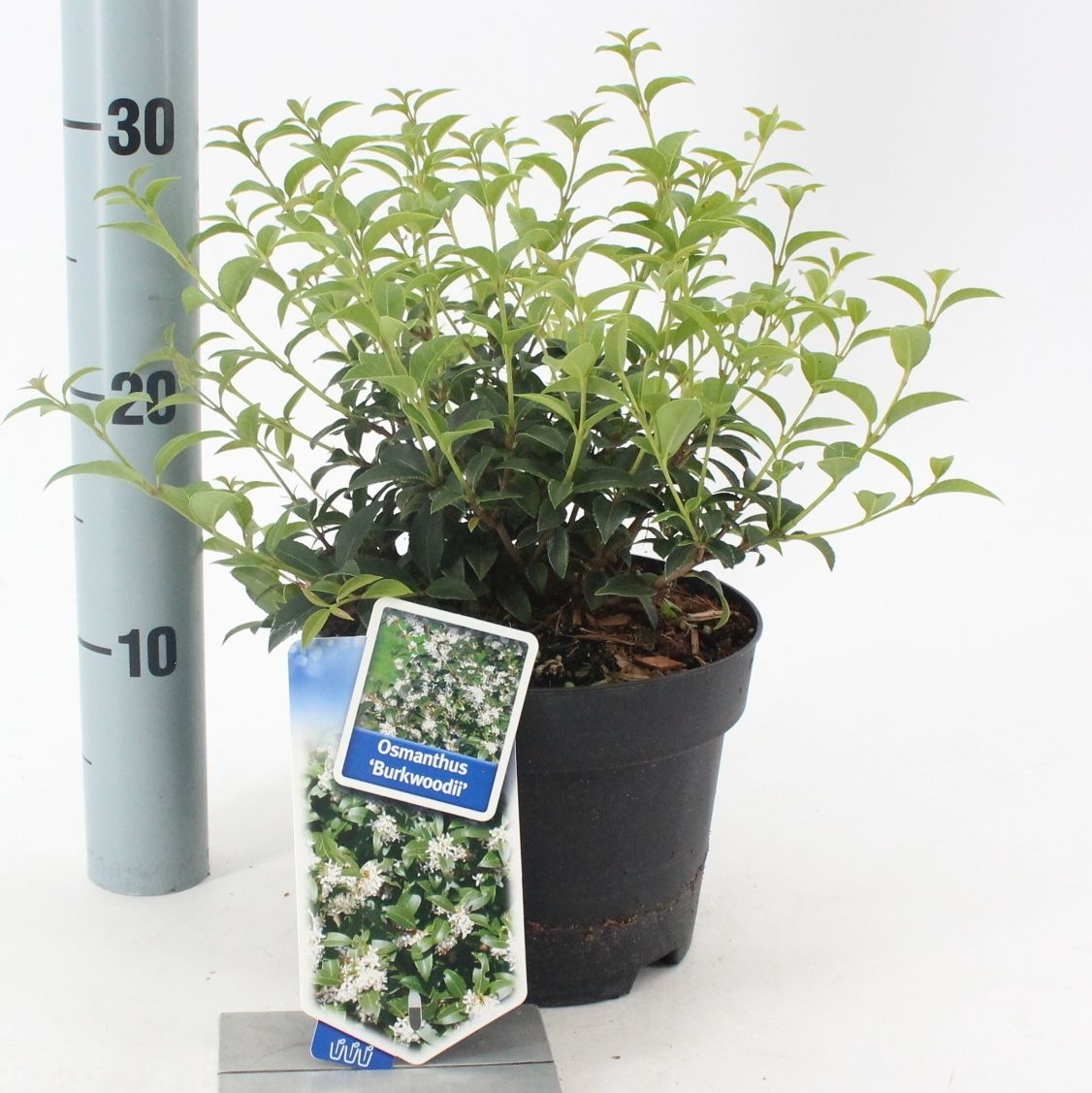 
                  
                    Osmanthus × burkwoodii  — hauteur 40 cm, illustration du format vendu par lot de 24 plantes
                  
                