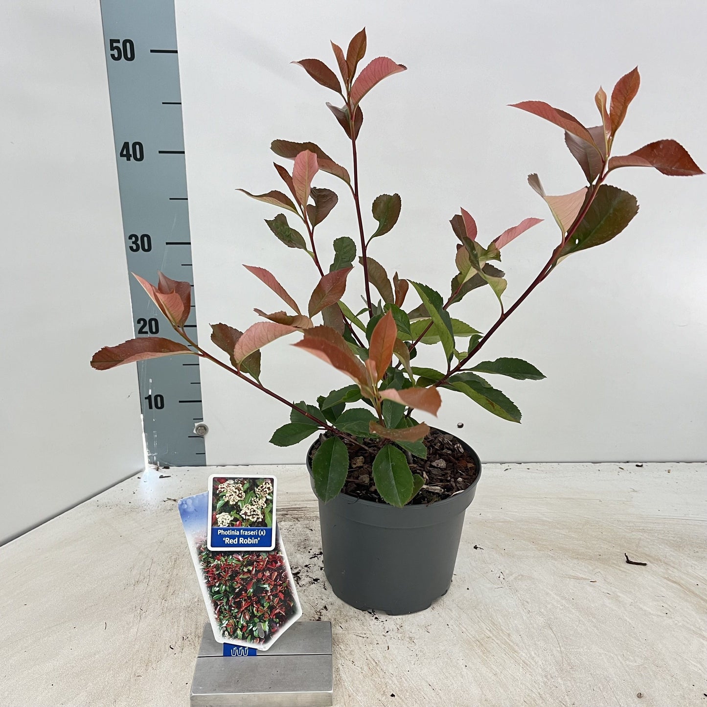 
                  
                    Photinia Red Robin buissonnant — hauteur 35 cm, illustration du format vendu par lot de 24 plantes
                  
                