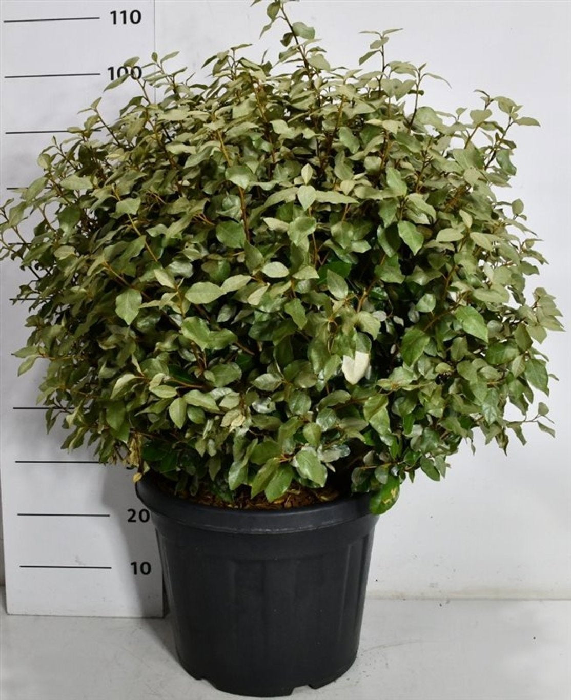 
                  
                    Elaeagnus ebbingei Compacta Ballon — hauteur 120 cm, illustration du format vendu par lot de 2 plantes
                  
                