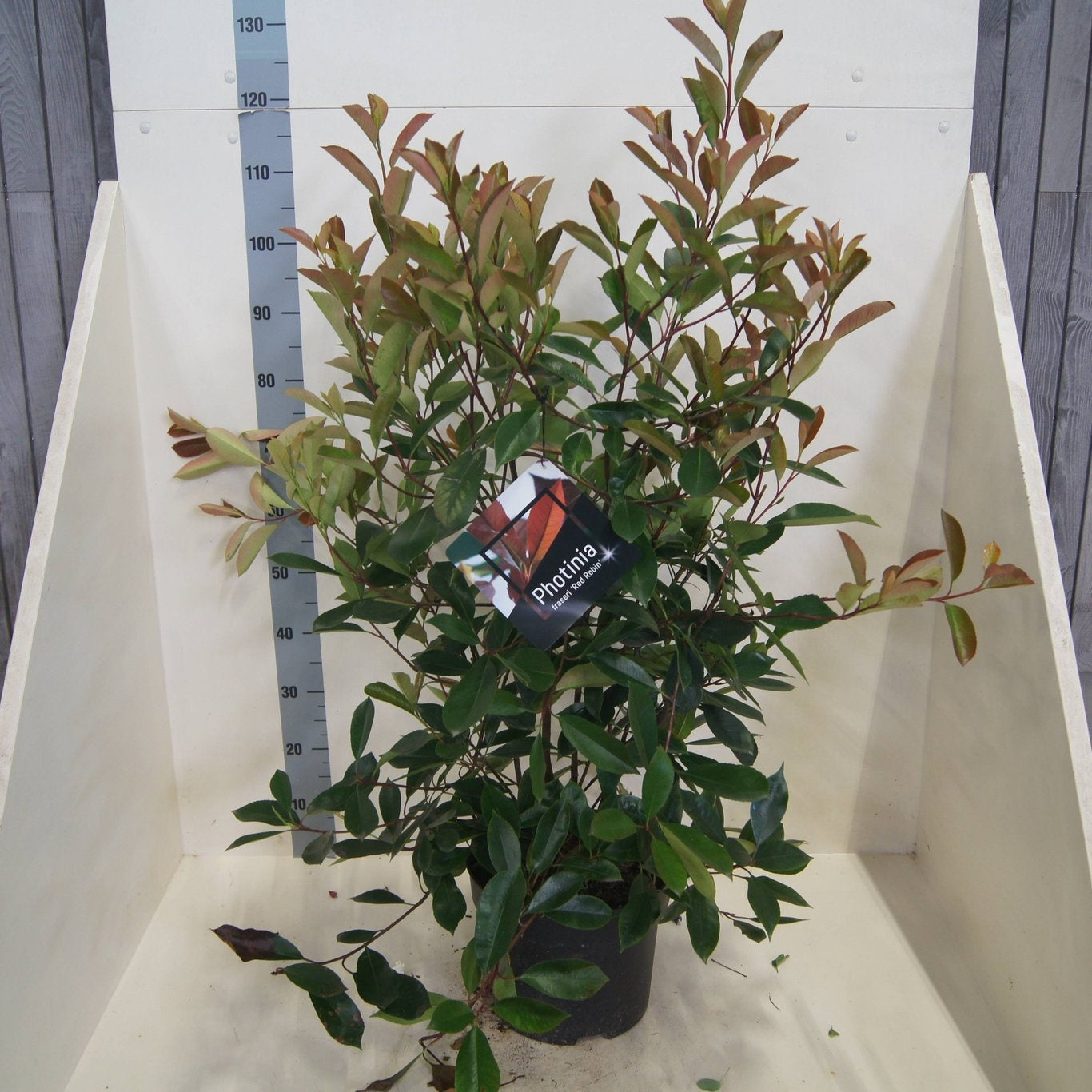 
                  
                    Photinia Red Robin buissonnant — hauteur 80 cm, illustration du format vendu par lot de 20 plantes
                  
                