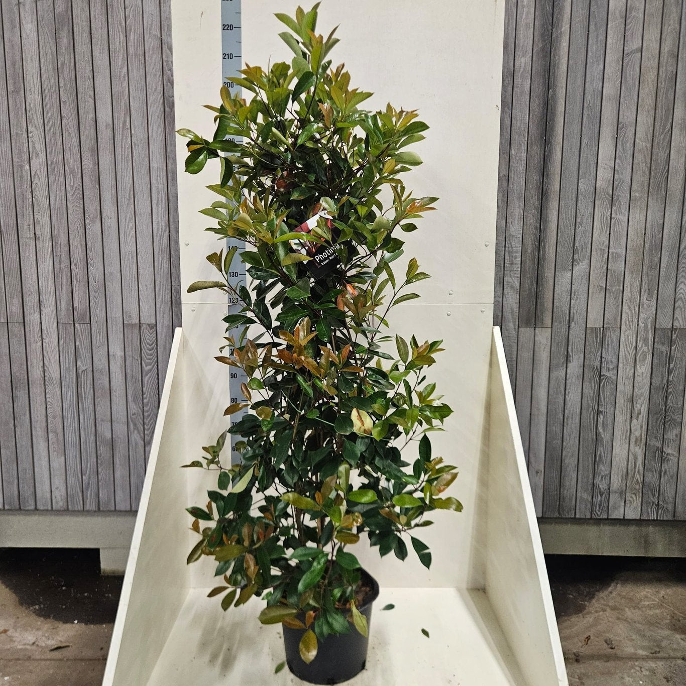 
                  
                    Photinia Red Robin buissonnant — hauteur 150 cm, illustration du format vendu par lot de 9 plantes
                  
                